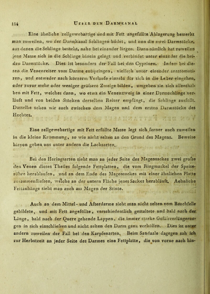 Eine ahnliche zelJgewebartigc und mit Fett angefiillte Ablagerung bemerkt man zuweilen, wo der Darmkanal Schliogen bildet, und nun die zwei Darmstiicke, ausdenen dieSchlinge bestelit, nahe beieinander liegen. Dann namlich hat zuweilen jene Masse sich in die Schlinge hinein gelegt und verbindet unter einander die bei« den Darmstiicke. Dies ist besonders der Fall bei den Cyprinen. Indem bei die- sen die Venenreiser vom Darme entspringen, vielfach unter einander anastomosi- ren, und entweder nach kiirzerm Verlaufe einzeln ftir sich in die Leber eingehen, Oder zuvor mehr oder weniger grofsere Zweige bilden, umgeben sie sich allenthal- ben mit Fett, welches dann, wo etwa ein Venenzweig in einer Darmschlinge ver- lauft und von beiden S’tiicken derselben Reiser empfiingt, die Schlinge ausfiillt. Dasscibe sehen wir auch zwischen dem Magen und dem ersten Darmstiicke des Hechtes. Eine zellgewebartfge mit Fett erfiillte Masse legt sich ferner auch zuweilen in die kleine Kriimmung, so wie nicht selten an den Grund des Magens. Beweise hieyon geben uns unter andern die Lachsarten,^. Bei den Heringsarten sieht man an jeder Seite des Magensackes zwei grofse den Venen dieses Theiles folgende Fettplatten, die vom Ringniuskel der Speise- rohre herablaufen, und an dem Ende des Magensackes mit einer ahnlichen Platte zusammenfiiefsen, w^che an der untern FJache jenes Sackes herablauft. Aehnliche Fettanhiinge sieht man auch am Magen der Stinte. j ^ Auch an dem Mittel- und Afterdarme sieht man nicht selten vom Bauchfelle gebildete, und mit Fett angefiillte, verschiedentlich gestaltete und bald nach der Lange, bald nach der Quere gehende Lappen, die immer starke Gefafsverlangerun- gen in sich einschliefsen und nicht selten den Darm ganz verhtillen. Dies ist unter andern zuweilen der Fall bei den Karpfenarten. Beira Sandaale dagegen sah ich zur Herbstzeit an jeder Seite des Darmes eine Fettplatte, die^von vorne nach hin- \,