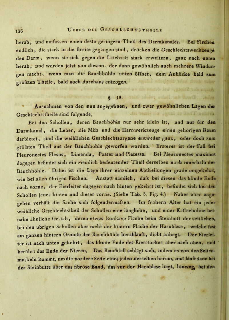 herab, und umfassen einen desto geringern Theil des Darmkanales. Bfii Fischea endlich, die stark in die Breite gegangen sind , drucken die Geschlechtswerkzeuge denDarm, wenn sie sich gegen die Laichzeit stark erweitern, ganz nach iintea herab; wnd werden jetzt yon diesem, der dann gewohnlich auch mehrere Wiudun- gen naacht, ivenn man die Bauchhohle nnten offnet, dem Anblicke bald zuin grofsten Theile, bald auch durchaus eDtzogeD. §. 18. • Ausnahmen von den nun angegebnen, ,und zwar gewolmlichen Lagen dec Geschlechtstheiie sind folgende. Bei den Schollen, deren Bauchhohle nur sehr klein ist, und nur fiir den Darmkanal, die Leber, die Miiz und die Harnwerkzeuge einen gehdrigen Baum darbietet, sind die weiblichen Gescblechtsorgane eiitweder ganz, oder doch zuni grofsten Theil auS der Bauchhohle geworfen worden. Ersteres ist der Fell bei Pleuronectes Flesus, Limanda , Passer nnd Plalessa. Bei PJeuronectes maximus dagegen befindet sich ein ziemlich bedeutender Theil derselben noch innerhalb der Bauchhohle. Dabei ist die Lage ihrer einzelnen Abtheilimgen grade umgekehrt, wie bei alien ubrigen Fischen. Anstatt namlich , dafs bei diesen das blinde Ende nach yorne, der Eierleiter dagegen nach hinten gekehrtist, befindet sich bei den Schollen jenes hinten nnd dieser vorne. (Siehe Tab. 3. Fig. 4.) Naher aber ange- geben verhalt die Sache sich folgendermafsen. Im friihern AJter hat ein jeder weibliche Geschlechtstheil der Schollen eine langliche, und einer Kaffeebohne bei- nahe iihnliche Gestalt, deren etwas konkave Fliicbe beim Steinbutt der seillichen, bei den ubrigen Schollen aber mehr der hintern Flache der Harnblase, welche fast am ganzen hintern Grunde der Bauchhohle herablauft, dicht aniiegt. Der Eierlei- ter ist nach unten gekehrt, das blinde Ende des Eierstockes aber nach oben, und ’ beriihrt das Ende iler Nieren, Das BauchfelJ schlagt sich, indem es von denSeiten- muskeln'kommt, umdie yordereSeite eines jeden derselben herum, und lauftdann bei der Steinbutte iiber das fibrose Band, das vor der Harnblase liegt, hinweg, bei den