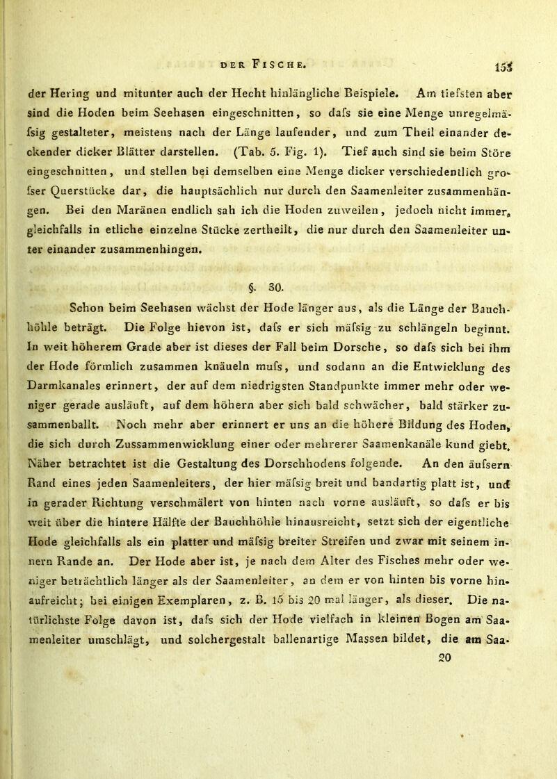 15S der Hering und mitunter auch der Hecht hinliingliche Beispiele. Am tiefsten aber sind die Hoden beim Seehasen eingeschnitten, so dafs sie eine Menge unregeima- fsig gestalteter, meistens nach der Lange laufender, und zum Theil einander de» ckender dicker Blatter darstellen. (Tab. 5. Fig. 1). Tief auch sind sie beim Store eingeschnitten, und stellen bei demselben eine Menge dicker verschiedentlich gro* fser Querstucke dar, die hauptsachlich nur durch den Saamenieiter zusammenhan- gen. Bei den Maranen endlich sah ich die Hoden zuweilen, jedoch nicht immera gleichfalls in etliche einzelne Stiicke zertheiit, die nur durch den Saamenleiter un- ter einander zusammenhingen. §. 30. Schon beim Seehasen wiichst der Hode langer aus, als die Lange der Bauch- hiilile betragt. Die Folge hievon ist, dafs er sich mafsig zu schlangeJn beginnt. In weit hoherem Grade aber ist dieses der Fall beim Dorsche, so dafs sich bei ihm der Hode formlich zusammen knaueln mufs, und sodann an die Entwicklung des Darmkanales erinnert, der auf dem niedrigsten Standpunkte imrner mehr oder we- niger gerade auslauft, auf dem hohern aber sich bald schwacher, bald starker zu- sammenballt. Noch mehr aber erinnert er uns an die hohere Bildung des Hoden, die sich durch Zussammenwicklung einer oder mehrerer Saamenkanale kund giebt, Naber betrachtet ist die Gestaltung des Dorschhodens folgende. An den aufsern Rand eines jeden Saamenleiters, der hier mafsig breit und bandartig platt ist, und in gerader Richtung verschmalert von hinten nacli vorne auslauft, so dafs er bis weit ilber die hintere Halfte der Bauchhohle hinausreicht, setzt sich der eigentliche Hode gleichfalls als ein platter und mafsig breiter Streifen und zwar mit seinem in- nern Rande an. Der Hode aber ist, je nach dem Alter des Fisches mehr oder we- niger betrachtlich langer als der Saamenleiter, an dem er von hinten bis vorne hin- aufreicht; bsi einigen Exemplaren, z. B. l5 bis 20 mai langer, als dieser. Die na- liirlichste Folge davon ist, dafs sich der Flode vielfach in kleinen Bogen am Saa- menleiter uraschlagt, und solchergestalt ballenartige Massen bildet, die am Saa* 20