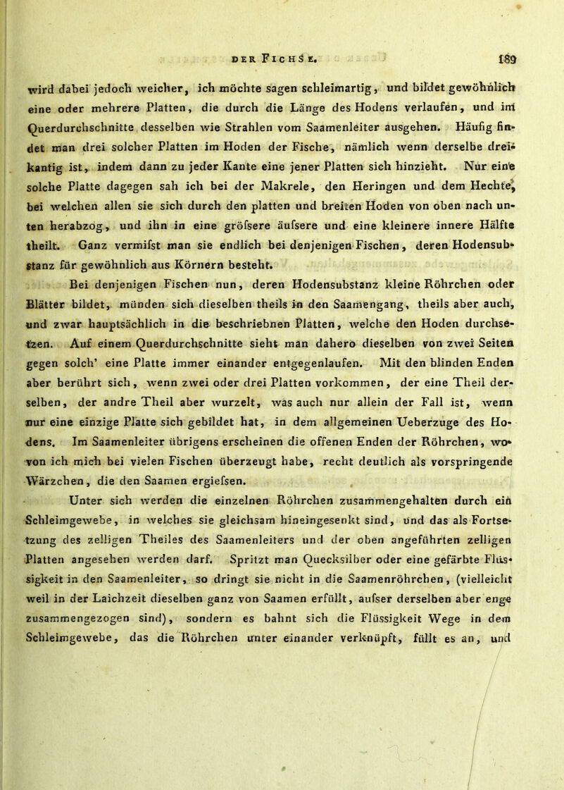 wird dabei jedoch Aveicher, ich mochte sagen schleimartig, und bildet gewobtilicb eine oder mehrere PJatten, die durch die Lange des Hodens verlaufen, und int Querdurchschnitte desselben Avie Strahlen vom Saamenleiter ausgehen. Haufig fin- det man drei solcher Flatten im Hoden der Fische, namlich Avenn derselbe drei^ kantig ist,. indem dann zu jeder Kante eine jener Flatten sich hinzieht. Nur einte solche Flatte dagegen sah ich bei der Makrele, den Heringen und dem Hechte^ bei Avelchen alien sie sich durch den platten und breiten Hoden von oben nach un- ten herabzog, und ihn in eine grofsere aufsere und eine kleinere innere Halfte iheilt. Ganz vermifst man sie endlich bei denjenigen Fischen, deren Hodensub* stanz fiir gewohnlich aus Kdrnern besteht. Bei denjenigen Fischen nun, deren Hodensubstanz kleine Rohrchen oder Blatter bildet, munden sich dieselben theils i-n den Saamengang, theils aber auch, und ZAvar hauptsachlich in die beschriebnen Flatten, Avelche den Hoden durchse- tzen. Auf einem Querdurchschnitte sieht man dahero dieselben von ZAvei Seiten gegen solch’ eine Flatte immer einander entgegenlaufen. Mit den blinden Enden aber beriihrt sich, Avenn zwei oder drei Flatten vorkommen, der eine Theil der- selben, der andre Theil aber Avurzelt, Avas auch nur allein der Fall ist, Avenn nur eine einzige Flatte sich gebildet hat, in dem allgemeinen Ueberzuge des Ho- dens. Im Saamenleiter iibrigens erscheinen die offenen Enden der Pvohrchen, avx)* von ich mich bei vielen Fischen iiberzeugt habe, recht deutlich als vorspringende Warzchen, die den Saamen ergiefsen. Unter sich Averden die einzelnen Rohrchen zusammengehalten durch ein SchleimgeAvebe, in Avelches sie gleichsam hineingesenkt sind, und das als Fortse- tzung des zelligen Theiles des Saamenleiters und der oben angeftihrten zelligen Platten angesehen Averden darf. Spritzt man Quecksilber oder eine gefarbte Fitts- sigkeit in den Saamenleiter, so dringt sie nicht in die Saamenrohrchen, (vielleicht Aveil in der Laichzeit dieselben ganz von Saamen erfiillt, aufser derselben aber enge zusammengezogen sind), sondern es bahnt sich die Fliissigkeit Wege in dem Schleimgewebe, das die Rohrchen unter einander verknupft, fullt es an, unci