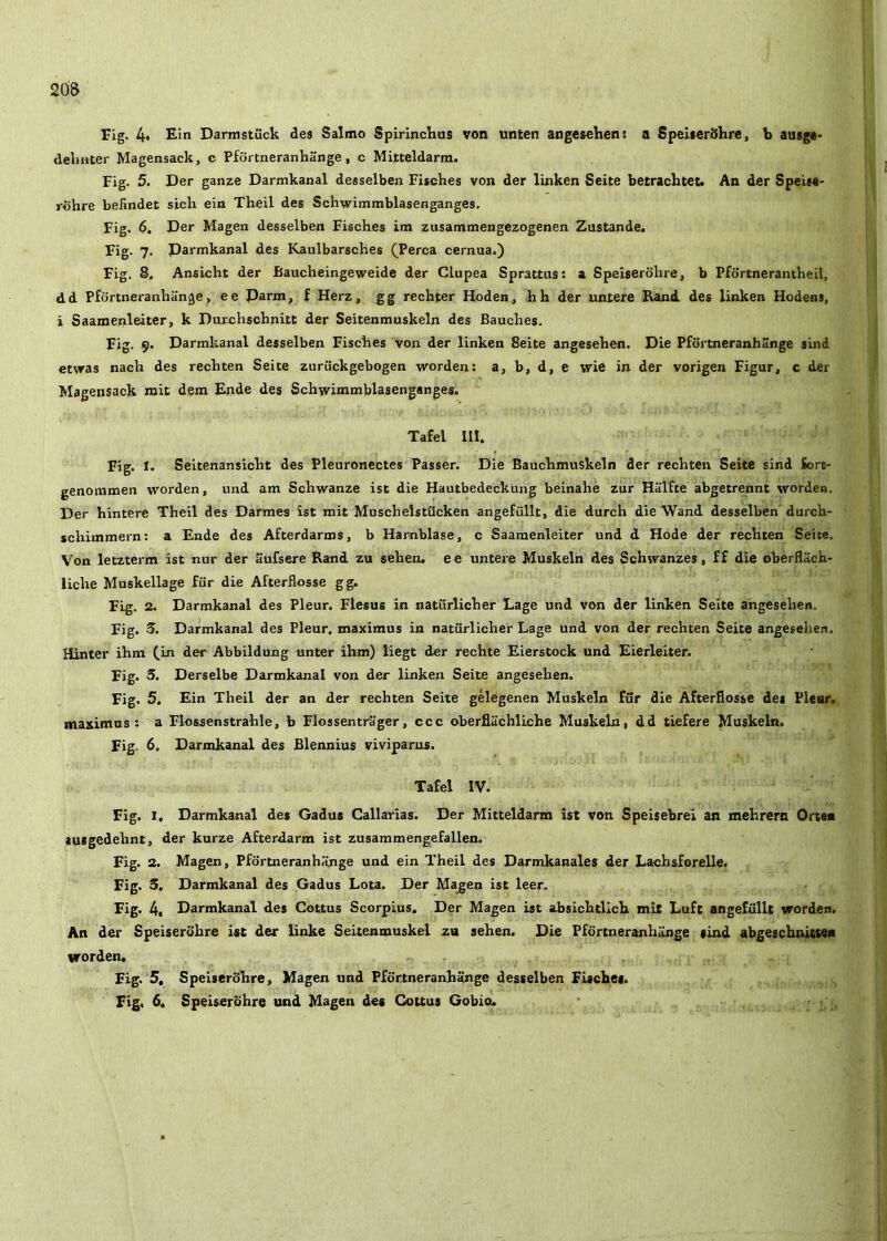 Fig. 4> Darmstiick des Salmo Spirinchus von unten angesehent a SpeiserSKre, b autga- delmter Magensack, c Pfortneranhange, c Milteldarm. Fig. 5. Der ganze Darmkanal desseiben Fisches von der linken Seite betrachtet. An der Spei««- rijhre befindet sich ein Theil des Schwitnmblasenganges. Fig. 6. Der Magen desseiben Fisches im zusatnmengezogenen Zustande. Fig. 7. Darmkanal des Kaulbarsches (^Perca cernua.) Fig. 8, Ansicht der Baucheingeweide der Clupea Sprattus: a Speiserohre, b Pfdrtneraiitheil, dd Pfortneranhange, ee Darn®, f Herz, gg rechter Hoden, hh der untere Rand des linken Hodens, i Saamenledter, k Diirchschnitt der Seitenmuskeln des Bauches. Fig. 9. Darmkanal desseiben Fisches von der linken 8eite angesehen. Die PfSrtneranhange sind etvras nach des rechten Seite zuriickgebogen worden; a, b, d, e wie in der vorigen Figur, c der Magensack roit dem Ende des Schwimmblasenganges. Tafel III. Fig. I. Seitenansicht des Pleuronectes Passer. Die Bauchmuskeln der rechten Seite sind fiort- genommen worden, und am Schwanze ist die Hautbedeckung beinahe zur Hiilfte abgetrennt worden. Der hintere Theil des Darmes ist mit Muschelstiicken angefullt, die durch die Wand desseiben durch- schimmern: a Ende des Afterdarms, b Harnblase, c Saamenleiter und d Hode der rechten Seite. Von letzterm ist nur der iiufsere Rand zu sehen. ee untere Muskeln des Schwanzes, ff die oberfliich- liche Muskellage fur die Afterflosse gg. Fig. 2. Darmkanal des Pleur. Flesus in naturlicher Lage und von der linken Seite angeselien. Fig. 3. Darmkanal des Pleur. maximus in naturlicher Lage und von der rechten Seite angeselien. Hinter ihm fin der Abbildung unter ibm) liegt der rechte Eierstock und Eierleiter. Fig. 3. Derselbe Darmkanal von der linken Seite angesehen. Fig. 5. Ein Theil der an der rechten Seite gelegenen Muskeln fur die Afterflosse des Plecir. maximus: a Flossenstrahle, b Flossentriiger, ccc oberfliichliche Muskeln, dd tiefere Muskeln. Fig. 6. Darmkanal des Blennius vivipams. Tafel IV. Fig. 1, Darmkanal des Gadus Callarias. Der Mitteldarm ist von Speisebrei an mehrern Orte* susgedehnt, der kurze Afterdarm ist zusammengefallen. Fig. 2. Magen, Pfortneranhange und ein Theil des Darmkanales der Lachsforelle. Fig. 3. Darmkanal des Gadus Lota. Der Mag;en ist leer. Fig. 4, Darmkanal des Cottus Scorpius. Der Magen ist absichtlich mit Luft angefullt worden. An der Speiserohre ist der linke Seitenmuskel za sehen. Die Pfortneranhange sind abgeschniCKii vrorden* Fig. 5, Speiserohre, Magen und Pfortneranhange desseiben Fisches. Fig. 6« Speiserohre und Magen des Couus Gobio..