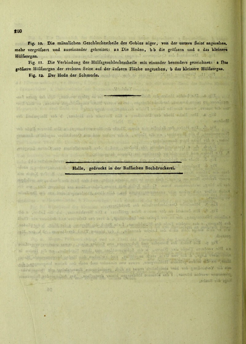 tm Fig. 10. Die mannllclien Geschleclitstheile des Gobius nlger, Yon der untern Seite angeseben. mehr vergrofsert und auseinander gebreitet : a a Die Hoden, bb die grofsern und c das kleinere Hulfcorgan. Fig. II. Die Verbiadung der Hiilfsgeschlecbtstbeile mit einander besonders gezeichnet; a Daa grfifsere Hillfsorgan der recliten Seice auf der aursern Flache angesehen, b das kleinere Hulfsorgan, Fig. ia> Der Hods der Schmerle. Halle, gedruckt in der Kuffschen Bucbdruckerei.