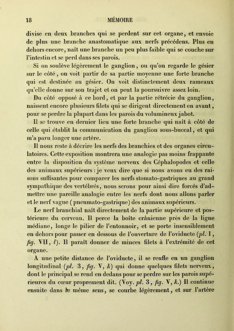 divise en deux branches qui se perdent sur cet organe, et envoie de plus une branche anastomatique aux nerfs précédens. Plus en dehors encore, naît une branche un peu plus faible qui se couche sur l’intestin et se perd dans ses parois. Si on soulève légèrement le ganglion, ou qu’on regarde le gésier sur le côté, on voit partir de sa partie moyenne une forte branche qui est destinée au gésier. On voit distinctement deux rameaux qu’elle donne sur son trajet et on peut la poursuivre assez loin. Du côté opposé à ce bord, et par la partie rétrécie du ganglion, naissent encore plusieurs filets qui se dirigent directement en avant, pour se perdre la plupart dans les parois du volumineux jabot. Il se trouve en dernier lieu une forte branche qui naît à côté de celle qui établit la communication du ganglion sous-buccal, et qui m’a paru longer une artère. Il nous reste à décrire les nerfs des branchies et des organes circu- latoires. Cette exposition montrera une analogie pas moins frappante entre la disposition du système nerveux des Céphalopodes et celle des animaux supérieurs : je veux dire que si nous avons eu des rai- sons suffisantes pour comparer les nerfs stomato-gastriques au grand sympathique des vertébrés, nous serons pour ainsi dire forcés d’ad- mettre une pareille analogie entre les nerfs dont nous allons parler et le nerf vague ( pneumato-gastrique) des animaux supérieurs. Le nerf branchial naît directement de la partie supérieure et pos- térieure du cerveau. Il perce la boîte crânienne près de la ligne médiane, longe le pilier de l’entonnoir, et se porte insensiblement en dehors pour passer en dessous de l’ouverture de l’oviducte {pl. 1, fig. VII, l). Il paraît donner de minces filets à l’extrémité de cet organe. A une petite distance de l’oviducte, il se renfle en un ganglion longitudinal {pl. 3, fig. V, k) qui donne quelques filets nerveux, dont le principal se rend en dedans pour se perdre sur les parois supé- rieures du cœur proprement dit. (Voy. pl. 3, fig. V, k.) Il continue ensuite dans le même sens, se courbe légèrement, et sur l’artère