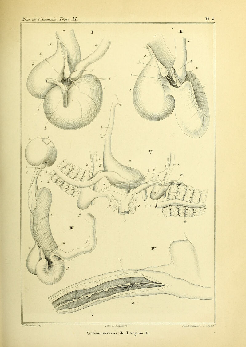 tlér/t de lAcadémie V/'tfic ■ XL ïmr' - i m Ælil J| c ]\ 1 W \ Ml \ f'ânbeneden’ Pel. Jriïh dr Jteycébe-rt Système nerveux rie 1 ai’tfouaxibe. Fandendojücru ScuZpstà