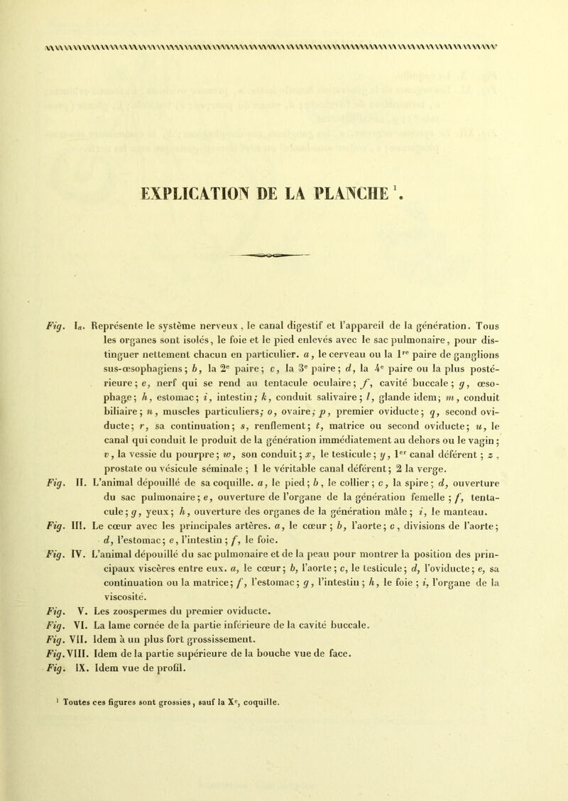 EXPLICATION DE LA PLANCHE1. Fig. la. Représente le système nerveux , le canal digestif et l’appareil de la génération. Tous les organes sont isolés, le foie et le pied enlevés avec le sac pulmonaire, pour dis- tinguer nettement chacun en particulier, a, le cerveau ou la lre paire de ganglions sus-œsophagiens; b, la 2e paire; c, la 3e paire; d, la 4e paire ou la plus posté- rieure; e, nerf qui se rend au tentacule oculaire; f, cavité buccale ; g, œso- phage; h, estomac; i, intestin; k, conduit salivaire; l, glande idem; m, conduit biliaire; n, muscles particuliers; o, ovaire;^, premier oviducte; q, second ovi- ducte; r, sa continuation; s, renflement; t, matrice ou second oviducte; u, le canal qui conduit le produit de la génération immédiatement au dehors ou le vagin ; v, la vessie du pourpre; tu, son conduit; x, le testicule; y, 1er canal déférent ; z , prostate ou vésicule séminale ; 1 le véritable canal déférent ; 2 la verge. Fig. II. L’animal dépouillé de sa coquille, a, le pied; b, le collier; c, la spire; d, ouverture du sac pulmonaire; e, ouverture de l’organe de la génération femelle;/', tenta- cule; g, yeux; h, ouverture des organes de la génération mâle; i, le manteau. Fig. III. Le cœur avec les principales artères, a, le cœur; b, l’aorte; c, divisions de l’aorte; d, l’estomac; e, l’intestin ; f, le foie. Fig. IV. L’animal dépouillé du sac pulmonaire et de la peau pour montrer la position des prin- cipaux viscères entre eux. a, le cœur; b, l’aorte; c, le testicule; d, l’oviducte; e, sa continuation ou la matrice; f, l’estomac; g, l’intesliu ; h, le foie ; i, l’organe de la viscosité. Fig. V. Les zoospermes du premier oviducte. Fig. VI. La lame cornée de la partie inférieure de la cavité buccale. Fig. VII. Idem à un plus fort grossissement. Figr.VIII. Idem de la partie supérieure de la bouche vue de face. Fig. IX. Idem vue de profil. 1 Toutes ces figures sont grossies, sauf la Xe, coquille.