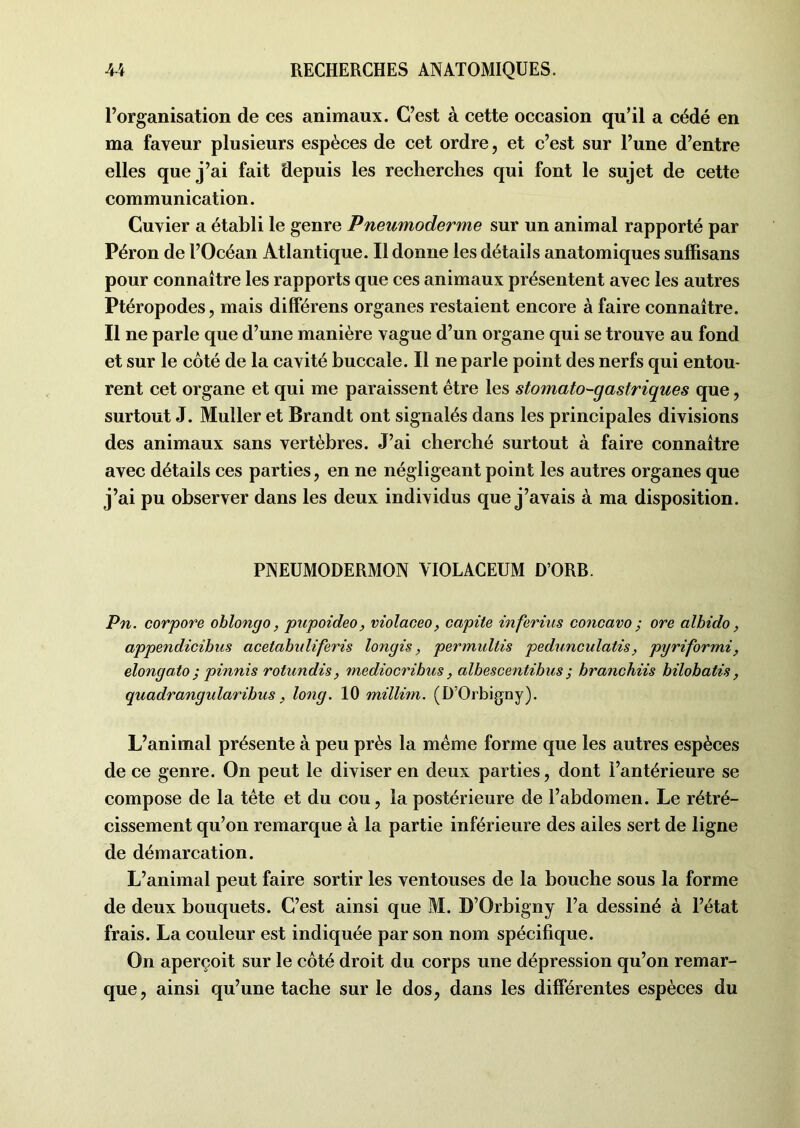 Inorganisation de ces animaux. C’est à cette occasion qu’il a cédé en ma faveur plusieurs espèces de cet ordre, et c’est sur l’une d’entre elles que j’ai fait depuis les recherches qui font le sujet de cette communication. Cuvier a établi le genre Pneumoderme sur un animal rapporté par Péron de l’Océan Atlantique. Il donne les détails anatomiques suffisans pour connaître les rapports que ces animaux présentent avec les autres Ptéropodes, mais différens organes restaient encore à faire connaître. Il ne parle que d’une manière vague d’un organe qui se trouve au fond et sur le côté de la cavité buccale. Il ne parle point des nerfs qui entou- rent cet organe et qui me paraissent être les stomato-gastriques que, surtout J. Muller et Brandt ont signalés dans les principales divisions des animaux sans vertèbres. J’ai cherché surtout à faire connaître avec détails ces parties, en ne négligeant point les autres organes que j’ai pu observer dans les deux individus que j’avais à ma disposition. PNEUMODERMON VIOLACEUM D’ORB. Pn. corpore ohlongo, pupoideo, violaceo, capüe inferius concavo ; ore alhido, appendicibus acetabuliferis longis, permultis pedunculatis, pyriformi, elongato ; pinnis rotundis, mediocribus, albescentibus ; branchiis bilobatis, quadrangidaribus, long. 10 millim. (D’Orbigny). L’animal présente à peu près la même forme que les autres espèces de ce genre. On peut le diviser en deux parties, dont l’antérieure se compose de la tête et du cou, la postérieure de l’abdomen. Le rétré- cissement qu’on remarque à la partie inférieure des ailes sert de ligne de démarcation. L’animal peut faire sortir les ventouses de la bouche sous la forme de deux bouquets. C’est ainsi que M. D’Orbigny l’a dessiné à l’état frais. La couleur est indiquée par son nom spécifique. On aperçoit sur le côté droit du corps une dépression qu’on remar- que, ainsi qu’une tache sur le dos, dans les différentes espèces du