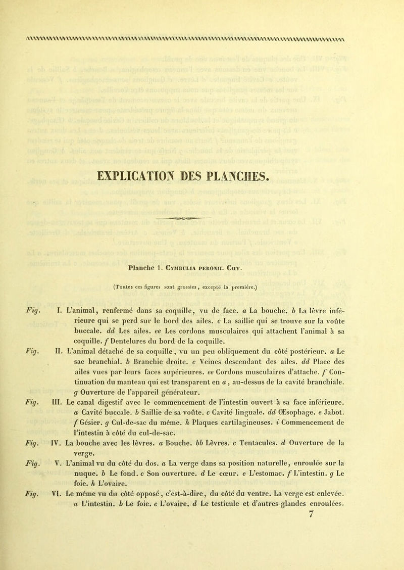 AA\AA,AAA\A\A\AAA\\\AAAAAAA\A\AAAAA\AAAYA\AAAAA\AYAAA\AAA,Y\AA\AA.AAAAA\AAAAAAAAA\AAAA.AAA\A\AI\A\AAA\A EXPLICATION DES PLANCHES. Plauclie 1. Cymbuli.a pebonii. Cuv. (Toutes ces figures sont grossies , excepté la première.) Fig. I. L’animal, renfermé dans sa coquille, vu de face, a La bouche, b La lèvre infé- rieure qui se perd sur le bord des ailes, c La saillie qui se trouve sur la voûte buccale, dd Les ailes, ee Les cordons musculaires qui attachent l’animal à sa coquille, f Dentelures du bord de la coquille. Fig. II. L’animal détaché de sa coquille, vu un peu obliquement du côté postérieur, a Le sac branchial, h Branchie droite, c Veines descendant des ailes, dd Place des ailes vues par leurs faces supérieures, ee Cordons musculaires d’attache, f Con- tinuation du manteau qui est transparent en a, au-dessus de la cavité branchiale. g Ouverture de l’appareil générateur. Fig. III. Le canal digestif avec le commencement de l’intestin ouvert à sa face inférieure. a Cavité buccale, b Saillie de sa voûte, c Cavité linguale, dd Œsophage, e Jabot. f Gésier, g Cul-de-sac du même, h Plaques cartilagineuses, i Commencement de l’intestin à côté du cul-de-sac. Fig. IV. La bouche avec les lèvres, a Bouche, bb Lèvres, c Tentacules, d Ouverture de la verge. Fig. V. L’animal vu du côté du dos. a La verge dans sa position naturelle, enroulée sur la nuque, b Le fond, c Son ouverture, d Le cœur, e L’estomac. /L’intestin, g Le foie, h L’ovaire. Fig. VI. Le même vu du côté opposé , c’est-à-dire, du côté du ventre. La verge est enlevée. a L’intestin, b Le foie, c L’ovaire, d Le testicule et d’autres glandes enroulées.