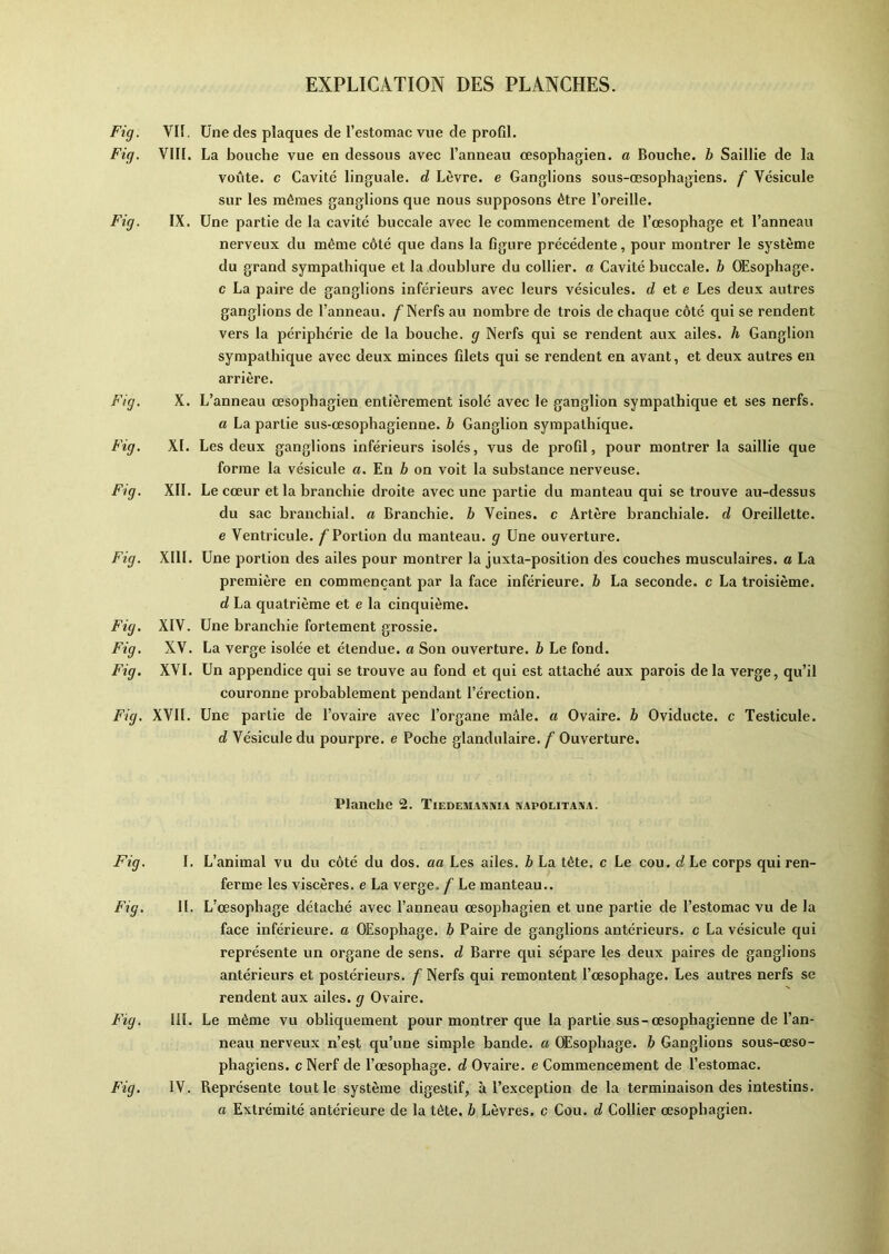 Fig. VI ï. Fig. VIII. Fig. IX. Fig. X. Fig. XI. Fig. XII. Fig. XIII. Fig. XIV. Fig. XV. Fig. XVI. Fig. XVII. Une des plaques de l’estomac vue de profd. La bouche vue en dessous avec l’anneau œsophagien, a Bouche, b Saillie de la voûte, c Cavité linguale, d Lèvre, e Ganglions sous-œsophagiens, f Vésicule sur les mêmes ganglions que nous supposons être l’oreille. Une partie de la cavité buccale avec le commencement de l’œsophage et l’anneau nerveux du même côté que dans la figure précédente, pour montrer le système du grand sympathique et la doublure du collier, a Cavité buccale, b Œsophage, c La paire de ganglions inférieurs avec leurs vésicules, d et e Les deux autres ganglions de l’anneau. f Nerfs au nombre de trois de chaque côté qui se rendent vers la périphérie de la bouche, g Nerfs qui se rendent aux ailes, h Ganglion sympathique avec deux minces fdets qui se rendent en avant, et deux autres en arrière. L’anneau œsophagien entièrement isolé avec le ganglion sympathique et ses nerfs. a La partie sus-œsophagienne, b Ganglion sympathique. Les deux ganglions inférieurs isolés, vus de profil, pour montrer la saillie que forme la vésicule a. En b on voit la substance nerveuse. Le cœur et la branchie droite avec une partie du manteau qui se trouve au-dessus du sac branchial, a Branchie. b Veines, c Artère branchiale, d Oreillette. e Ventricule. /'Portion du manteau, g Une ouverture. Une portion des ailes pour montrer la juxta-position des couches musculaires, a La première en commençant par la face inférieure, b La seconde, c La troisième. d La quatrième et e la cinquième. Une branchie fortement grossie. La verge isolée et étendue, a Son ouverture, b Le fond. Un appendice qui se trouve au fond et qui est attaché aux parois de la verge, qu’il couronne probablement pendant l’érection. Une partie de l’ovaire avec l’organe mâle, a Ovaire, b Oviducte. c Testicule. d Vésicule du pourpre, e Poche glandulaire, f Ouverture. Planche 2. Tiedemaania napolitaaa. Fig. I. L’animal vu du côté du dos. aa Les ailes, b La tète, c Le cou. d Le corps qui ren- ferme les viscères, e La verge, f Le manteau.. Fig. II. L’œsophage détaché avec l’anneau œsophagien et une partie de l’estomac vu de la face inférieure, a OEsophage. b Paire de ganglions antérieurs, c La vésicule qui représente un organe de sens, d Barre qui sépare les deux paires de ganglions antérieurs et postérieurs, f Nerfs qui remontent l’œsophage. Les autres nerfs se rendent aux ailes, g Ovaire. Fig. III. Le même vu obliquement pour montrer que la partie sus-œsophagienne de l’an- neau nerveux n’est qu’une simple bande, a OEsophage. b Ganglions sous-œso- phagiens. c Nerf de l’œsophage, d Ovaire, e Commencement de l’estomac. Fig. IV. Représente tout le système digestif, à l’exception de la terminaison des intestins. a Extrémité antérieure de la tête, b Lèvres, c Cou. d Collier œsophagien.