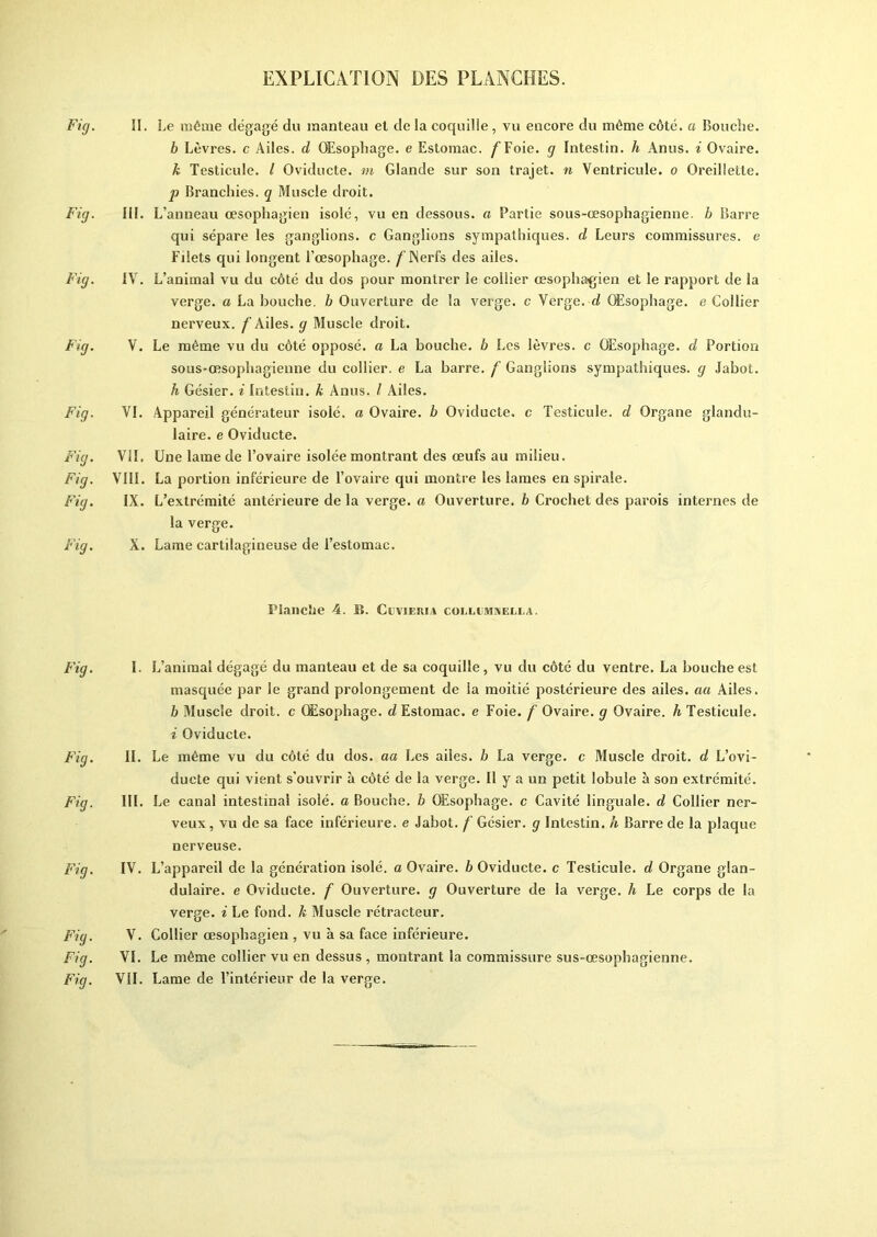 Fig. II. Le même dégagé du manteau et de la coquille , vu encore du même côté, a Bouche. b Lèvres, c Ailes, d Œsophage, e Estomac. /Foie, g Intestin, h Anus, i Ovaire. h Testicule. I Oviducte. m Glande sur son trajet, n Ventricule, o Oreillette. p Branchies, q Muscle droit. Fig. III. L’anneau œsophagien isolé, vu en dessous, a Partie sous-œsophagienne, b Barre qui sépare les ganglions, c Ganglions sympathiques, d Leurs commissures, e Filets qui longent l’œsophage. / Nerfs des ailes. Fig. IV. L’animal vu du côté du dos pour montrer le collier œsophagien et le rapport de la verge, a La bouche, b Ouverture de la verge, c Verge, d Œsophage, e Collier nerveux, f Ailes, g Muscle droit. Fig. V. Le même vu du côté opposé, a La bouche, b Les lèvres, c Œsophage, d Portion sous-œsophagienne du collier, e La barre, f Ganglions sympathiques, g Jabot. h Gésier, i Intestin, k Anus. I Ailes. Fig. VI. Appareil générateur isolé, a Ovaire, b Oviducte. c Testicule, d Organe glandu- laire. e Oviducte. Fig. VII, Une lame de l’ovaire isolée montrant des œufs au milieu. Fig. VIII. La portion inférieure de l’ovaire qui montre les lames en spirale. Fig. IX. L’extrémité antérieure de la verge, a Ouverture, b Crochet des parois internes de la verge. Fig. X. Lame cartilagineuse de l’estomac. Planche 4. IL Cuvieria coi.limxeeea. Fig. Fig. Fig. Fig. Fig. Fig. Fig. I. L’animal dégagé du manteau et de sa coquille, vu du côté du ventre. La bouche est masquée par le grand prolongement de la moitié postérieure des ailes, au Ailes. b Muscle droit, c Œsophage, d Estomac, e Foie, f Ovaire, g Ovaire, h Testicule. i Oviducte. II. Le même vu du côté du dos. aa Les ailes, b La verge, c Muscle droit, d L’ovi- ducte qui vient s'ouvrir à côté de la verge. Il y a un petit lobule à son extrémité. III. Le canal intestinal isolé, a Bouche, b Œsophage, c Cavité linguale, d Collier ner- veux , vu de sa face inférieure, e Jabot, f Gésier, g Intestin, h Barre de la plaque nerveuse. IV. L’appareil de la génération isolé, a Ovaire, b Oviducte. c Testicule, d Organe glan- dulaire. e Oviducte. f Ouverture, g Ouverture de la verge, h Le corps de la verge, i Le fond, k Muscle rétracteur. V. Collier œsophagien , vu à sa face inférieure. VI. Le même collier vu en dessus , montrant la commissure sus-œsophagienne. VU. Lame de l’intérieur de la verge.