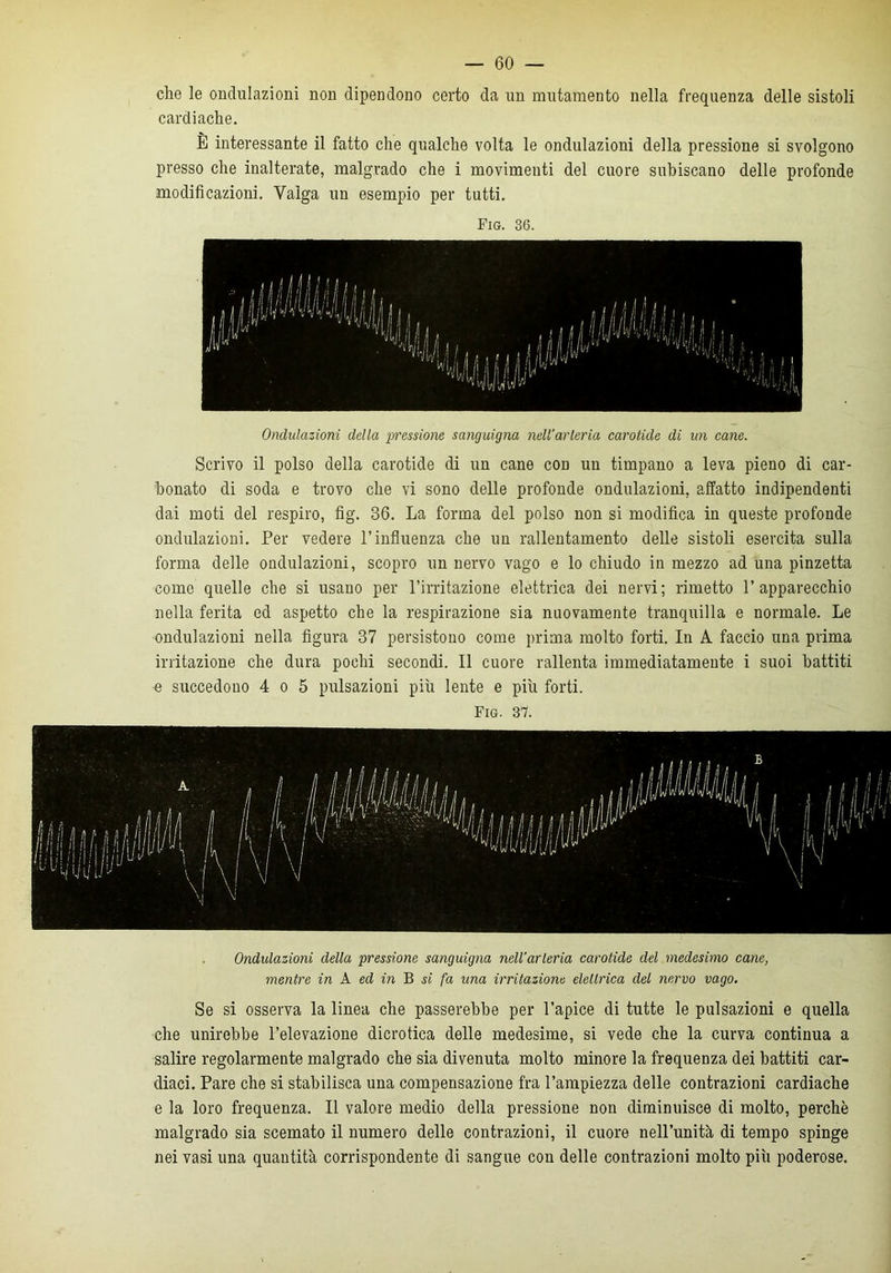 — 60- che le ondulazioni non dipendono certo da un mutamento nella frequenza delle sistoli cardiache. È interessante il fatto che qualche volta le ondulazioni della pressione si svolgono presso che inalterate, malgrado che i movimenti del cuore subiscano delle profonde modificazioni. Valga un esempio per tutti. Fig. 36. Ondulazioni della pressione sanguigna nell'arteria carotide di un cane. Scrivo il polso della carotide di un cane con un timpano a leva pieno di car- bonato di soda e trovo che vi sono delle profonde ondulazioni, affatto indipendenti dai moti del respiro, fig. 36. La forma del polso non si modifica in queste profonde ondulazioni. Per vedere l’influenza che un rallentamento delle sistoli esercita sulla forma delle ondulazioni, scopro un nervo vago e lo chiudo in mezzo ad una pinzetta come quelle che si usano per l’irritazione elettrica dei nervi; rimetto l’apparecchio nella ferita ed aspetto che la respirazione sia nuovamente tranquilla e normale. Le ondulazioni nella figura 37 persistono come prima molto forti. In A faccio una prima irritazione che dura pochi secondi. Il cuore rallenta immediatamente i suoi battiti e succedono 4 o 5 pulsazioni più lente e più forti. Fig. 37. Ondulazioni della pressione sanguigna nell’arleria carotide del medesimo cane, mentre in A ed in B si fa una irritazione delinca del nervo vago. Se si osserva la linea che passerebbe per l’apice di tutte le pulsazioni e quella che unirebbe l’elevazione dicrotica delle medesime, si vede che la curva continua a salire regolarmente malgrado che sia divenuta molto minore la frequenza dei battiti car- diaci. Pare che si stabilisca una compensazione fra l’ampiezza delle contrazioni cardiache e la loro frequenza. Il valore medio della pressione non diminuisce di molto, perchè malgrado sia scemato il numero delle contrazioni, il cuore nell’unità di tempo spinge nei vasi una quantità corrispondente di sangue con delle contrazioni molto più poderose.