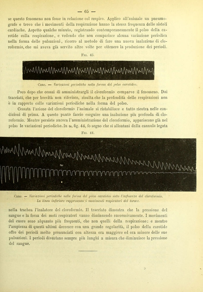 se questo fenomeno non fosse in relazione col respiro. Applico all’animale un pneumo- grafo e trovo che i movimenti della respirazione hanno la stessa frequenza delle sistoli cardiache. Aspetto qualche minuto, registrando contemporaneamente il polso della ca- rotide colla respirazione, e vedendo che non comparisce alcuna variazione periodica nella forma delle pulsazioni, ricorro al metodo di fare una nuova inalazione di clo- roformio, che mi aveva già servito altre volte per ottenere la produzione dei periodi. Fig. 43. Cane. — Variazioni periodiche nella forma del polso carotideo. Poco dopo che cessai di amministrargli il cloroformio comparve il fenomeno. Dai tracciati, che per brevità non riferisco, risulta che la profondità delle respirazioni non è in rapporto colle variazioni periodiche nella forma del polso. Cessata l’azione del cloroformio l’animale si ristabilisce e tutto rientra nelle con- dizioni di prima. A questo punto faccio eseguire una inalazione più profonda di clo- roformio. Mentre persiste ancora l’amministrazione del cloroformio, appariscono già nel polso le variazioni periodiche. In «, fig. 44, fo segno che si allontani dalla cannula legata Fig. 44. Cane. — Variazioni periodiche nella forma del polso carotideo sotto l’influenza del cloroformio. La linea inferiore rappresenta i movimenti respiratori del torace. nella trachea l’inalatore del cloroformio. 11 tracciato dimostra che la pressione del sangue e la forza dei moti respiratori vanno diminuendo successivamente. I movimenti del cuore sono alquanto più frequenti, che non quelli della respirazione: e mentre l’ampiezza di questi ultimi decresce con una grande regolarità, il polso della carotide offre dei periodi molto pronunciati con altezza ora maggiore ed ora minore delle sue pulsazioni. I periodi diventano sempre più lunghi a misura che diminuisce la pressione del sangue. 9