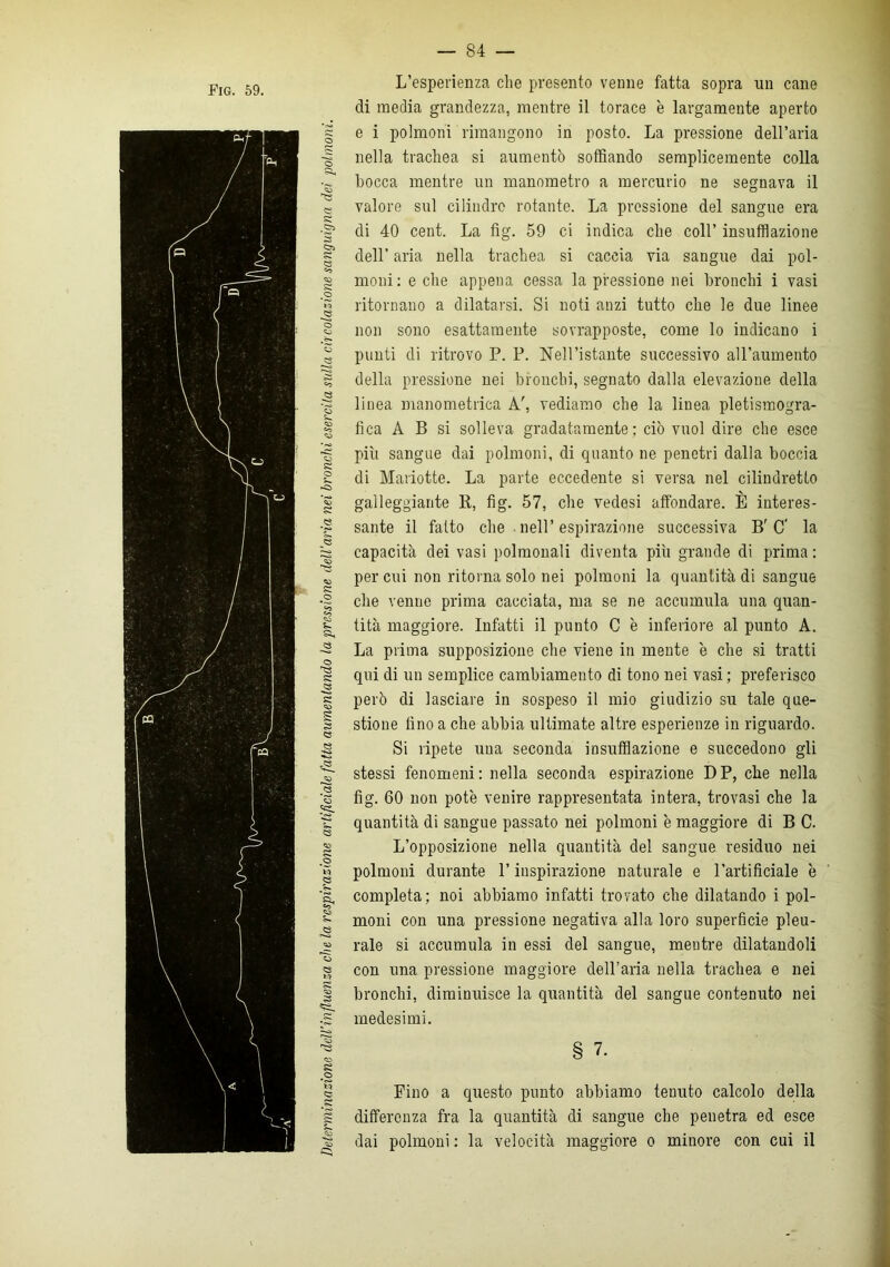 Fig. 59. L’esperienza che presento venne fatta sopra un cane di media grandezza, mentre il torace è largamente aperto e i polmoni rimangono in posto. La pressione dell’aria nella trachea si aumentò soffiando semplicemente colla bocca mentre un manometro a mercurio ne segnava il valore sul cilindro rotante. La pressione del sangue era di 40 cent. La fig. 59 ci indica che coll’ insufflazione dell’ aria nella trachea si caccia via sangue dai pol- moni : e che appena cessa la pressione nei bronchi i vasi ritornano a dilatarsi. Si noti anzi tutto che le due linee non sono esattamente sovrapposte, come lo indicano i punti di ritrovo P. P. Nell’istante successivo all’aumento della pressione nei bronchi, segnato dalla elevazione della linea manometrica A', vediamo che la linea pietismogra- fica A B si solleva gradatamente: ciò vuol dire che esce più sangue dai polmoni, di quanto ne penetri dalla boccia di Mariotte. La parte eccedente si versa nel cilindretto galleggiante R, fig. 57, che vedesi affondare. E interes- sante il fatto che • nell’espirazione successiva B'C’ la capacità dei vasi polmonali diventa più grande di prima : per cui non ritorna solo nei polmoni la quantità di sangue che venne prima cacciata, ma se ne accumula una quan- tità maggiore. Infatti il punto C è inferiore al punto A. La prima supposizione che viene in mente è che si tratti qui di un semplice cambiamento di tono nei vasi ; preferisco però di lasciare in sospeso il mio giudizio su tale que- stione fino a che abbia ultimate altre esperienze in riguardo. Si ripete uua seconda insufflazione e succedono gli stessi fenomeni: nella seconda espirazione DP, che nella fig. 60 non potè venire rappresentata intera, trovasi che la quantità di sangue passato nei polmoni è maggiore di B C. L’opposizione nella quantità del sangue residuo nei polmoni durante l’inspirazione naturale e l’artificiale è completa; noi abbiamo infatti trovato che dilatando i pol- moni con una pressione negativa alla loro superficie pleu- rale si accumula in essi del sangue, mentre dilatandoli con una pressione maggiore dell’aria nella trachea e nei bronchi, diminuisce la quantità del sangue contenuto nei medesimi. § 7. Fino a questo punto abbiamo tenuto calcolo della differenza fra la quantità di sangue che penetra ed esce dai polmoni : la velocità maggiore o minore con cui il