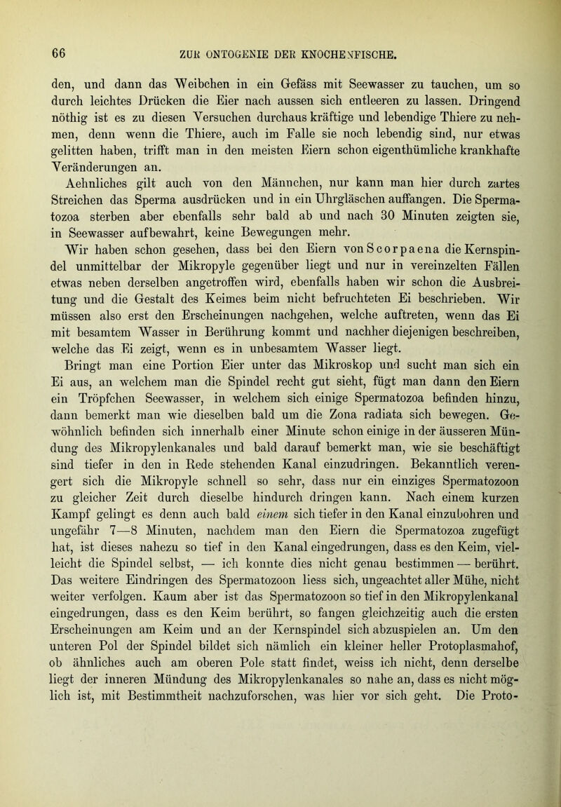 den, und dann das Weibchen in ein Gefäss mit Seewasser zu tauchen, um so durch leichtes Drücken die Eier nach aussen sich entleeren zu lassen. Dringend nöthig ist es zu diesen Versuchen durchaus kräftige und lebendige Thiere zu neh- men, denn wenn die Thiere, auch im Falle sie noch lebendig sind, nur etwas gelitten haben, trifft man in den meisten Eiern schon eigenthümliche krankhafte Veränderungen an. Aehnliches gilt auch von den Männchen, nur kann man hier durch zartes Streichen das Sperma ausdrücken und in ein Uhrgläschen auffangen. Die Sperma- tozoa sterben aber ebenfalls sehr bald ab und nach 30 Minuten zeigten sie, in See wasser auf bewahrt, keine Bewegungen mehr. Wir haben schon gesehen, dass bei den Eiern vonScorpaena die Kernspin- del unmittelbar der Mikropyle gegenüber liegt und nur in vereinzelten Fällen etwas neben derselben angetroffen wird, ebenfalls haben wir schon die Ausbrei- tung und die Gestalt des Keimes beim nicht befruchteten Ei beschrieben. Wir müssen also erst den Erscheinungen nachgehen, welche auftreten, wenn das Ei mit besamtem Wasser in Berührung kommt und nachher diejenigen beschreiben, welche das Ei zeigt, wenn es in unbesamtem Wasser liegt. Bringt man eine Portion Eier unter das Mikroskop und sucht man sich ein Ei aus, an welchem man die Spindel recht gut sieht, fügt man dann den Eiern ein Tröpfchen Seewasser, in welchem sich einige Spermatozoa befinden hinzu, dann bemerkt man wie dieselben bald um die Zona radiata sich bewegen. Ge- wöhnlich befinden sich innerhalb einer Minute schon einige in der äusseren Mün- dung des Mikropylenkanales und bald darauf bemerkt man, wie sie beschäftigt sind tiefer in den in Bede stehenden Kanal einzudringen. Bekanntlich veren- gert sich die Mikropyle schnell so sehr, dass nur ein einziges Spermatozoon zu gleicher Zeit durch dieselbe hindurch dringen kann. Nach einem kurzen Kampf gelingt es denn auch bald einem sich tiefer in den Kanal einzubohren und ungefähr 7—8 Minuten, nachdem man den Eiern die Spermatozoa zugefügt hat, ist dieses nahezu so tief in den Kanal eingedrungen, dass es den Keim, viel- leicht die Spindel selbst, — ich konnte dies nicht genau bestimmen — berührt. Das weitere Eindringen des Spermatozoon liess sich, ungeachtet aller Mühe, nicht weiter verfolgen. Kaum aber ist das Spermatozoon so tief in den Mikropylenkanal eingedrungen, dass es den Keim berührt, so fangen gleichzeitig auch die ersten Erscheinungen am Keim und an der Kernspindel sich abzuspielen an. Um den unteren Pol der Spindel bildet sich nämlich ein kleiner heller Protoplasmahof, ob ähnliches auch am oberen Pole statt findet, weiss ich nicht, denn derselbe liegt der inneren Mündung des Mikropylenkanales so nahe an, dass es nicht mög- lich ist, mit Bestimmtheit nachzuforschen, was hier vor sich geht. Die Proto-