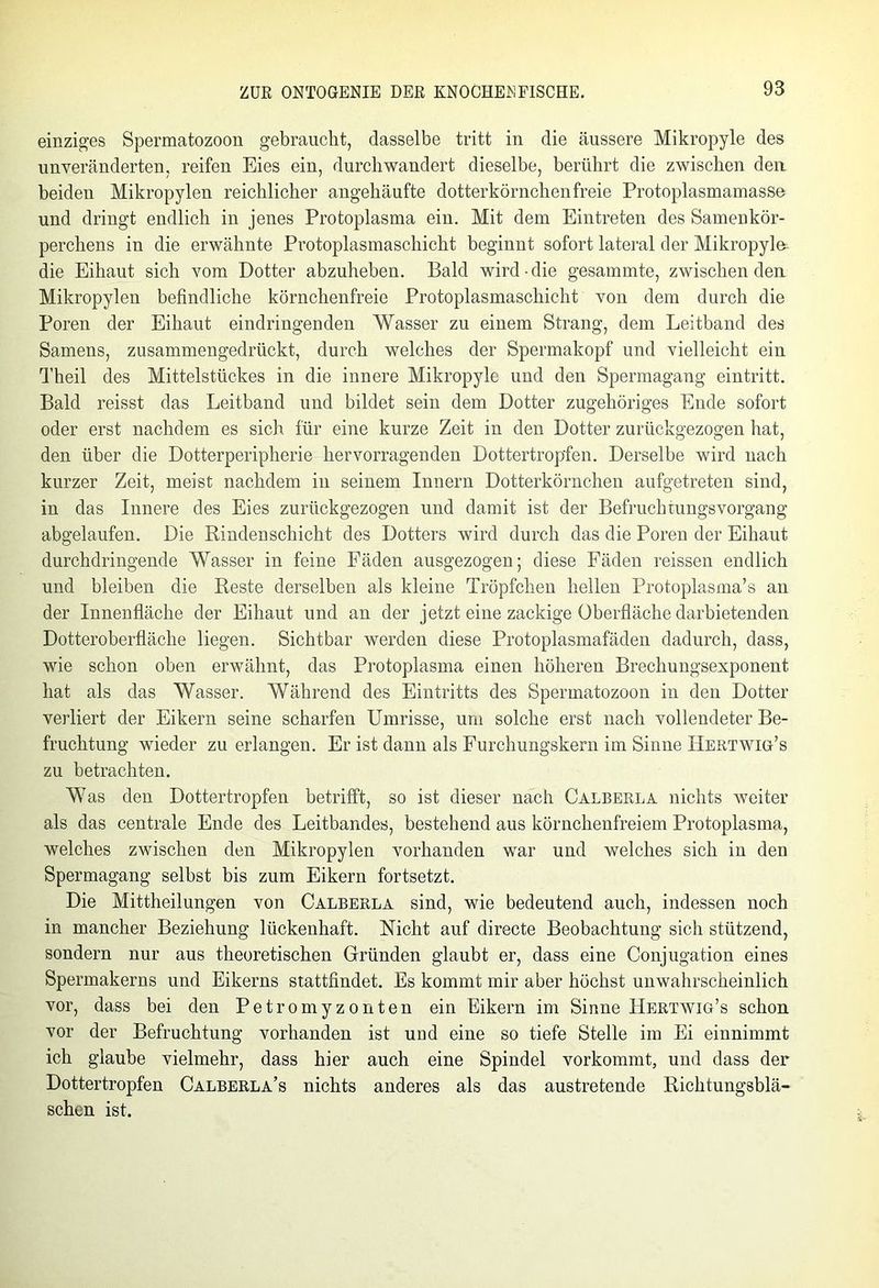 einziges Spermatozoon gebraucht, dasselbe tritt in die äussere Mikropyle des unveränderten, reifen Eies ein, durchwandert dieselbe, berührt die zwischen den beiden Mikropylen reichlicher angehäufte dotterkörnchen freie Protoplasmamasse und dringt endlich in jenes Protoplasma ein. Mit dem Eintreten des Samenkör- perchens in die erwähnte Protoplasmaschicht beginnt sofort lateral der Mikropyle die Eihaut sich vom Dotter abzuheben. Bald wird-die gesammte, zwischen den Mikropylen befindliche körnchenfreie Protoplasmaschicht von dem durch die Poren der Eihaut eindringenden Wasser zu einem Strang, dem Leitband des Samens, zusammengedrückt, durch welches der Spermakopf und vielleicht ein Theil des Mittelstückes in die innere Mikropyle und den Spermagang eintritt. Bald reisst das Leitband und bildet sein dem Dotter zugehöriges Ende sofort oder erst nachdem es sich für eine kurze Zeit in den Dotter zurückgezogen hat, den über die Dotterperipherie hervorragenden Dottertropfen. Derselbe wird nach kurzer Zeit, meist nachdem in seinem Innern Dotterkörnchen aufgetreten sind, in das Innere des Eies zurückgezogen und damit ist der Befruchtungsvorgang abgelaufen. Die Rinden Schicht des Dotters wird durch das die Poren der Eihaut durchdringende Wasser in feine Fäden ausgezogen; diese Fäden reissen endlich und bleiben die Reste derselben als kleine Tröpfchen hellen Protoplasma’s an der Innenfläche der Eihaut und an der jetzt eine zackige Oberfläche darbietenden Dotteroberfläche liegen. Sichtbar werden diese Protoplasmafäden dadurch, dass, wie schon oben erwähnt, das Protoplasma einen höheren Brechungsexponent hat als das Wasser. Während des Eintritts des Spermatozoon in den Dotter verliert der Eikern seine scharfen Umrisse, um solche erst nach vollendeter Be- fruchtung wieder zu erlangen. Er ist dann als Furchungskern im Sinne Hertwig’s zu betrachten. Was den Dottertropfen betrifft, so ist dieser nach Calberla nichts weiter als das centrale Ende des Leitbandes, bestehend aus körnchenfreiem Protoplasma, welches zwischen den Mikropylen vorhanden war und welches sich in den Spermagang selbst bis zum Eikern fortsetzt. Die Mittheilungen von Calberla sind, wie bedeutend auch, indessen noch in mancher Beziehung lückenhaft. Nicht auf directe Beobachtung sich stützend, sondern nur aus theoretischen Gründen glaubt er, dass eine Conjugation eines Spermakerns und Eikerns stattfindet. Es kommt mir aber höchst unwahrscheinlich vor, dass bei den Petromyzonten ein Eikern im Sinne Hertwig’s schon vor der Befruchtung vorhanden ist und eine so tiefe Stelle im Ei einnimmt ich glaube vielmehr, dass hier auch eine Spindel vorkommt, und dass der Dottertropfen Calberla’s nichts anderes als das austretende Richtungsblä- schen ist.