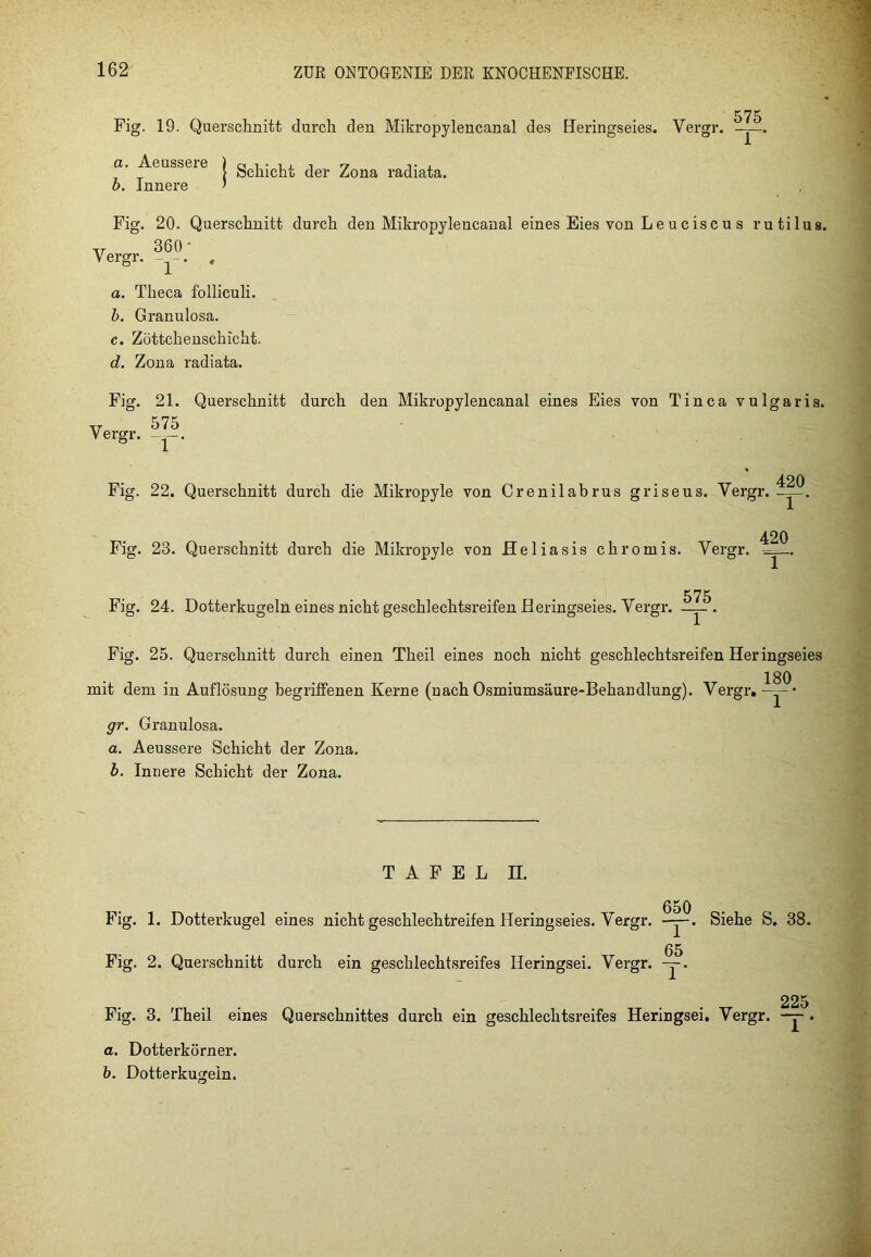 Fig. 19. Querschnitt durch den Mikropylencanal des Heringseies. a. Aeussere b. Innere Schicht der Zona radiata. Vergr. 575 1 ’ Fig. 20. Querschnitt durch den Mikropylencanal eines Eies von L e u c is c u s rutilus. 360- Vergr. _ a. Theca folliculi. b. Granulosa. c. Zöttchenschicht. d. Zona radiata. Fig. Vergr. 21. Querschnitt 575 1 ’ durch den Mikropylencanal eines Eies von Tinea vulgaris. Fig. 22. Querschnitt durch die Mikropyle von Crenilabrus griseus. Vergr. 420 1 ’ Fig. 23. Querschnitt durch die Mikropyle von Heliasis chromis. Vergr. . Fig. 24. Dotterkugeln eines nicht geschlechtsreifen Heringseies. Vergr. 575 Fig. 25. Querschnitt durch einen Theil eines noch nicht geschlechtsreifen Heringseies mit dem in Auflösung begriffenen Kerne (nach Osmiumsäure-Behandlung). Vergr. ISO 1 ' gr. Granulosa. a. Aeussere Schicht der Zona. b. Innere Schicht der Zona. TAFEL II. Fig. 1. Dotterkugel Fig. 2. Querschnitt 650 eines nicht geschlechtreifen Heringseies. Vergr. —j-, 65 durch ein geschlechtsreifes Heringsei. Vergr. —. Siehe S. 38. Fig. 3. Theil eines a. Dotterkörner. b. Dotterkugein. Querschnittes durch ein geschlechtsreifes Heringsei. Vergr. 225 1 *