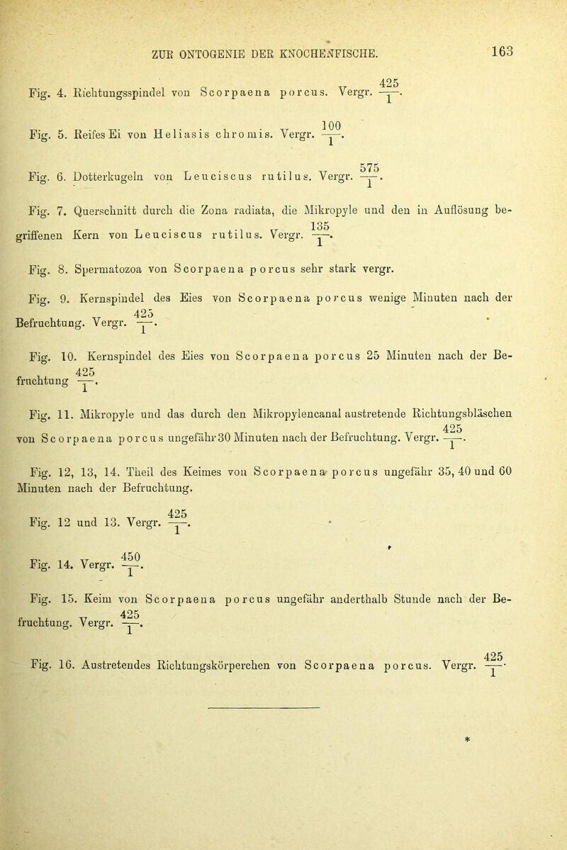 425 Fig. 4. Richtungsspindel von Scorpaena porcus. Vergr. — 100 Fig. 5. Reifes Ei von Heliasis chromis. Yergr. 1 ’ Fig. 6. Dotterkugeln von Leuciscus rutilus. Vergr. 575 1 ' Fig. 7. Querschnitt durch die Zona radiata, die Mikropyle und den in Auflösung be- 135 griffenen Kern von Leuciscus rutilus. Vergr. y—. Fig. 8. Spermatozoa von Scorpaena porcus sehr stark vergr. Fig. 9. Kernspindel des Eies von Scorpaena porcus wenige Minuten nach der 425 ' Befruchtung. Vergr. —. Fig. 10. Kernspindel des Eies von Scorpaena porcus 25 Minuten nach der Be- fruchtung Fig. 11. Mikropyle und das durch den Mikropylencanal austretende Richtungsbläschen 425 von Scorpaena porcus ungefähr30 Minuten nach der Befruchtung. Vergr. -y. Fig. 12, 13, 14. Theil des Keimes von Scorpaena porcus ungefähr 35, 40 und 60 Minuten nach der Befruchtung. Fig. 12 und 13. Vergr. -p- , . tt 450 Fig. 14. Vergr. -y. Fig. 15. Keim von Scorpaena porcus ungefähr anderthalb Stunde nach der Be- fruchtung. Vergr. ^y. 425 Fig. 16. Austretendes Richtungskörperchen von Scorpaena porcus. Vergr. y— •