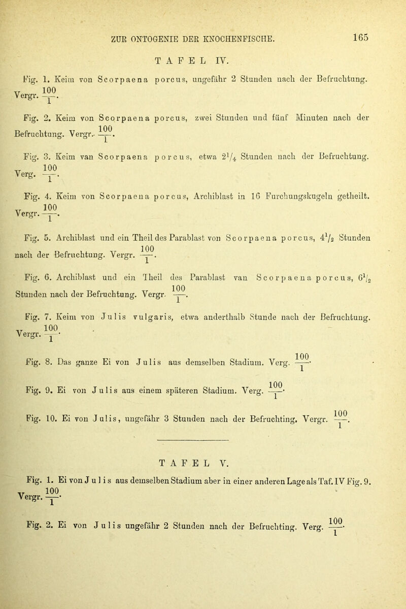 TAFEL IV. Fig. 1. Keim von Scorpaena porcus, ungefähr 2 Stunden nach der Befruchtung. TT 100 Vergr. ~. Fig. 2. Keim von Scorpaena porcus, zwei Stunden und fünf Minuten nach der Befruchtung. Vergr.- Fig. 3. Keim van Scorpaena porcus, etwa 2x/4 Stunden nach der Befruchtung. TT 100 Verg. Fig. 4. Keim von Scorpaena porcus, Archiblast in 16 Furchungskugeln getheilt. 100 Vergr. 1 * Fig. 5. Archiblast und ein Theil des Parablast von Scorpaena porcus, 4x/2 Stunden nach der Befruchtung. Vergr. Fig. 6. Archiblast und ein Theil des Parablast van Scorpaena porcus, G1^ Stunden nach der Befruchtung. Vergr. Fig. 7. Keim von Julis vulgaris, etwa anderthalb Stunde nach der Befruchtung. Vergr, 100 Fig. 8. Das ganze Ei von Julis aus demselben Stadium. Verg. Fig. 9. Ei von Julis aus einem späteren Stadium. Verg. 100 1 Fig. 10. Ei von Julis, ungefähr 3 Stunden nach der Befruchting. Vergr. 100 1 ‘ TAFEL V. Fig. 1. Ei von Julis aus demselben Stadium aber in einer anderen Lage als Taf. IV Fig. 9. v 100 Vergr. —• Fig. 2. Ei von Julis ungefähr 2 Stunden nach der Befruchting. Ver0, 100