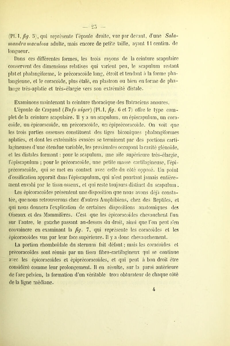 (V\A,fig. 5), qui représente l’épaule droite, vue par devant, d'une Sala- mandramaculosa adulte, mais eneore de petite taille, ayant 11 cenlim. de longueur. Dans ces différentes formes, les trois rayons de la ceinture scapulaire conservent des dimensions relatives qui varient peu, le scapulum restant plat et phalangiforme, le précoracoïde long, étroit et tendant à la forme pha- langienne, et le coracoïde, plus étalé, en plastron ou bien en forme de pha- lange très-aplatie et très-élargie vers son extrémité distale. Examinons maintenant la ceinture thoracique des Batraciens anoures. L’épaule do Crapaud (Bufo niger) (Pl.l, fig. 6 et 7) offre le type com- plet de la ceinture scapulaire. Il y a un scapulum, un épiscapulum, un cora- coïde, un épicoracoïde, un précoracoïde, un épi précoracoïde. On voit que les trois parties osseuses constituent des tiges biconiques phalangiformes aplaties, et dont les extrémités évasées se terminent par des portions carti- lagineuses d’une étendue variable, les proximales occupant la cavité giénoï'de, et les distales formant : pour le scapulum, une aile supérieure très-élargie, l’épiscapulum ; pour le précoracoïde, une petite masse cartilagineuse, l’épi- précoracoïde, qui se met en contact avec celle du côté opposé. Un point d’ossification apparaît dans l’épiscapulum, qui n’est pourtant jamais entière- ment envahi par le tissu osseux, et qui reste toujours distinct du scapulum . Les épicoracoïdes présentent une disposition que nous avons déjà consta- tée, que nous retrouverons chez d’autres Amphibiens, chez des Reptiles, et qui nous donnera l’explication de certaines dispositions anatomiques des Oiseaux et des Mammifères. C’est que les épicoracoïdes chevauchent l’un sur l’autre, le gauche passant au-dessus du droit, ainsi que l’on peut s’en convaincre en examinant la fog. 7, qui représente les coracoïdes et les épicoracoïdes vus par leur face supérieure. Il y a donc chevauchement. La portion rhomboïdale du sternum fait défaut ; mais les coracoïdes et précoracoïdes sont réunis par un tissu fibro-cartilagineux qui se continue avec les épicoracoïdes et épiprécoraco'ides, et qui peut à bon droit être considéré comme leur prolongement. 11 en résulte, sur la paroi antérieure de Tare pelvien, la formation d’un véritable trou obturateur de chaque côté de la ligne médiane. 4