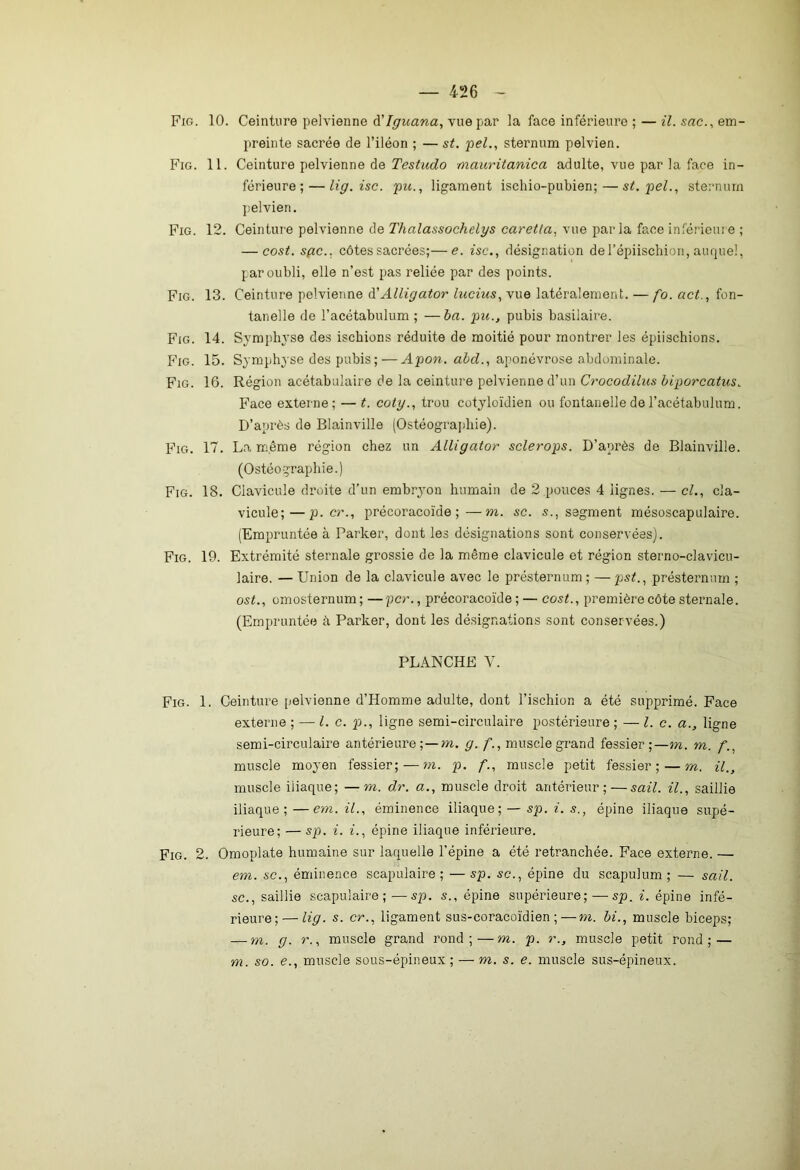 Fig. 10. Ceinture pelvienne à'Iguana, vue par la face inférieure ; — il. sac., em- preinte sacrée de l’iléon ; — st. pel., sternum pelvien. Fig. 11. Ceinture pelvienne de Testudo mauritanica adulte, vue par la face in- férieure;— lig.isc. pu., ligament ischio-pubien;— st. pel., sternum pelvien. Fig. 12. Ceinture pelvienne de Thalassochelys caretla, vue parla face inférieure ; — cost. sfic.. côtes sacrées;—e. isc., désignation del’épiischion, auquel, par oubli, elle n’est pas reliée par des points. Fig. 13. Ceinture pelvienne à'Alligator lucius, vue latéralement. — fo. act., fon- tanelle de l’acétabulum ; —ba. pu., pubis basilaire. Fig. 14. Symphyse des ischions réduite de moitié pour montrer les épiischions. Fig. 15. Symphyse des pubis ; — Apon. abd., aponévrose abdominale. Fig. 16. Région acétabulaire de la ceinture pelvienne d’un Crocodilus biporcatus. Face externe; — t. coty., trou cotyloïdien ou fontanelle de l’acétabulum. D’après de Blainville (Ostéograpliie). Fig. 17. La même région chez un Alligator sclerops. D’après de Blainville. (Ostéograpliie.) Fig. 18. Clavicule droite d’un embryon humain de 2 pouces 4 lignes. — cl., cla- vicule;— p.cr., précoracoïde;—m. sc. 5., segment mésoscapulaire. (Empruntée à Parker, dont les désignations sont conservées). Fig. 19. Extrémité sternale grossie de la même clavicule et région sterno-clavicu- laire. — Union de la clavicule avec le présternum; — pst., présternum ; ost., omosternum; —per., précoracoïde; — cost., première côte sternale. (Empruntée à Parker, dont les désignations sont conservées.) PLANCHE Y. Fig. 1. Ceinture pelvienne d’Homme adulte, dont l’ischion a été supprimé. Face externe ; — l. c. p., ligne semi-circulaire postérieure ; — l.c. a., ligne semi-circulaire antérieure ;—m. g. f., muscle grand fessier;—m. m. f., muscle moyen fessier; — m. p. f., muscle petit fessier; — m. il., muscle iiiaque; —m. dr. a., muscle droit antérieur; — sail. il., saillie iliaque;—em.il., éminence iliaque; — sp. i. s., épine iliaque supé- rieure; — sp. i. i., épine iliaque inférieure. Fig. 2. Omoplate humaine sur laquelle l’épine a été retranchée. Face externe. — em. sc., éminence scapulaire; — sp. sc., épine du scapulum; — sail. sc., saillie scapulaire;—sp. s., épine supérieure; — sp. i. épine infé- rieure;— lig. s. cr., ligament sus-coracoïdien ; — m. bi., muscle biceps; — m. g. r., muscle grand rond; — m. p. r., muscle petit rond; — m. so. e., muscle sous-épineux; — m. s. e. muscle sus-épineux.