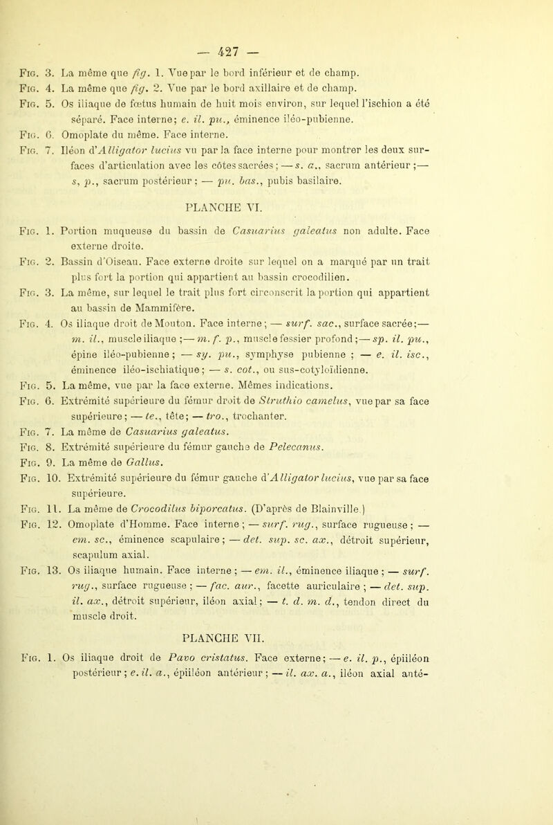 Fig. 3. La môme que fig. 1. Vue par le bord inférieur et de champ. Fig. 4. La même que fig. 2. Vue par le bord axillaire et de champ. Fig. 5. Os iliaque de fœtus humain de huit mois environ, sur lequel l’ischion a été séparé. Face interne; e. il. pu., éminence iléo-pubienne. Fig. G. Omoplate du même. Face interne. Fig. 7. Iléon iVAlligator lucius vu parla face interne pour montrer les deux sur- faces d’articulation avec les côtes sacrées ; — s. a., sacrum antérieur;— s, p., sacrum postérieur; — pu. bas., pubis basilaire. PLANCHE VI. Fig. 1. Portion muqueuse du bassin de Casuarius galealus non adulte. Face externe droite. Fig. 2. Bassin d’Oiseau. Face externe droite sur lequel on a marqué par un trait plus fort la portion qui appartient au bassin crocodilien. Fig. 3. La même, sur lequel le trait plus fort circonscrit la portion qui appartient au bassin de Mammifère. Fig. 4. Os iliaque droit de Mouton. Face interne; — surf, sac., surface sacrée;— m. il., muscle iliaque ;—m.f. p., muscle fessier profond;— sp. il. pu., épine iléo-pubienne; —sg. pu., symphyse pubienne ; — e. il. isc., éminence iléo-ischiatique ; — s. cot., ou sus-cotyloïdienne. Fig. 5. La même, vue par la face externe. Mêmes indications. Fig. 6. Extrémité supérieure du fémur droit de Slrutliio camelus, vue par sa face supérieure; —te., tête; — tro., trochanter. Fig. 7. La même de Casuarius galeatus. Fig. 8. Extrémité supérieure du fémur gauche de Pelecanus. Fig. 9. La même de Galhis. Fig. 10. Extrémité supérieure du fémur gauche à'Alligator lucius, vue par sa face supérieure. Fig. 11. La même de Crococliius biporcatus. (D’après de Blainville.) Fig. 12. Omoplate d’Homme. Face interne; — stirf. rug., surface rugueuse; — em. sc., éminence scapulaire;—det. sup. sc. ax., détroit supérieur, scapulum axial. Fig. 13. Os iliaque humain. Face interne ; — em. il., éminence iliaque ; — surf. rug., surface rugueuse; — fac. aur., facette auriculaire ;— det. sup. il. ax., détroit supérieur, iléon axial; — t. d. m. d., tendon direct du muscle droit. PLANCHE VIL Fig. 1. Os iliaque droit de Pavo cristatus. Face externe;—e. il. p., épiiléon postérieur; e. il. a., épiiléon antérieur; —il. ax. a., iléon axial anté- 1