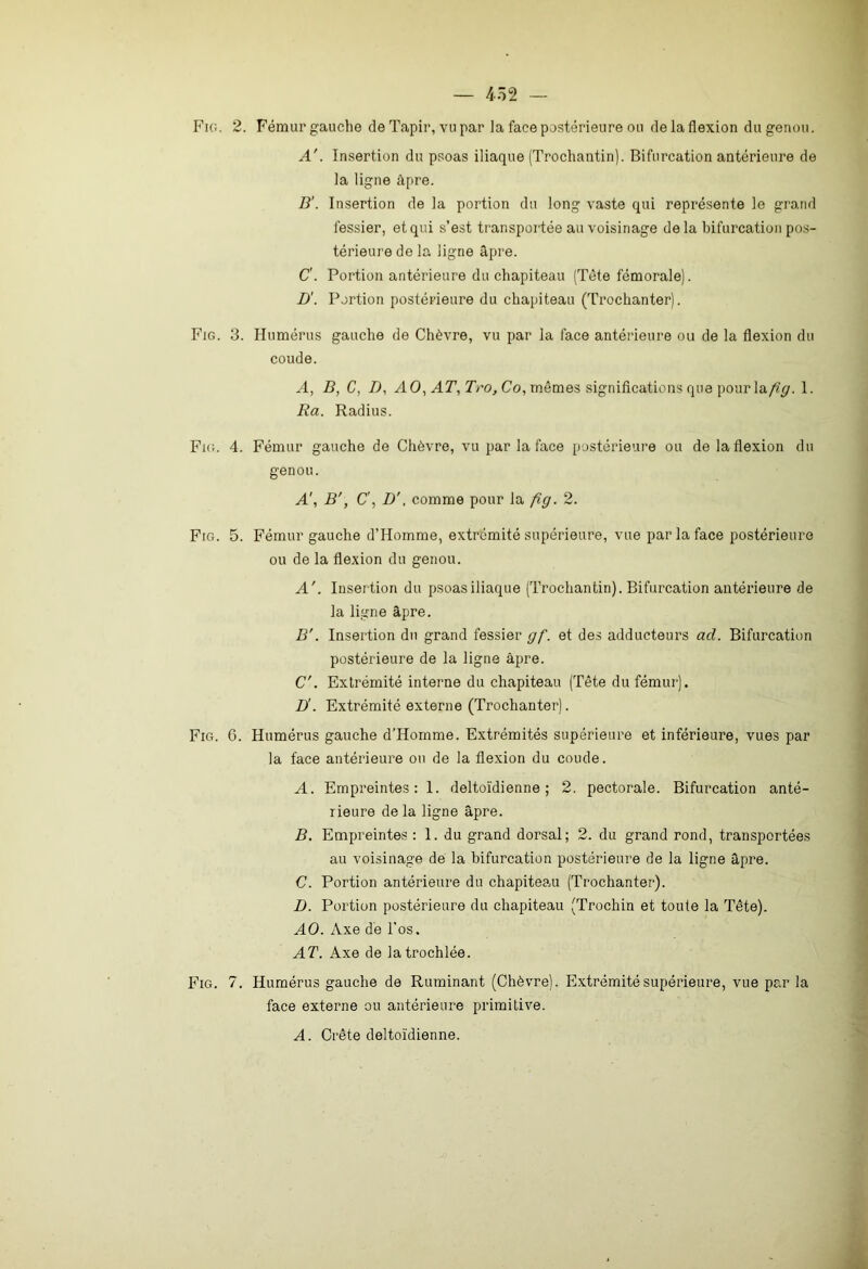 Fig. 2. Fémur gauche de Tapir, vu par la face postérieure ou de la flexion du genou. A'. Insertion du psoas iliaque (Trochantin). Bifurcation antérieure de la ligne âpre. B’. Insertion de la portion du long vaste qui représente le grand fessier, et qui s’est transportée au voisinage de la bifurcation pos- térieure de la ligne âpre. C'. Portion antérieure du chapiteau (Tête fémorale). I)'. Portion postérieure du chapiteau (Trochanter). Fig. 3. Humérus gauche de Chèvre, vu par la face antérieure ou de la flexion du coude. A, B, C, D, AO, AT, Tro, Co, mêmes significations que pour \&/ïg. 1. Ra. Radius. Fig. 4. Fémur gauche de Chèvre, vu par la face postérieure ou de la flexion du genou. A', B', C', D', comme pour la fig. 2. Fig. 5. Fémur gauche d’Homme, extrémité supérieure, vue par la face postérieure ou de la flexion du genou. A'. Insertion du psoas iliaque (Trochantin). Bifurcation antérieure de la ligne âpre. B'. Insertion du grand fessier gf. et des adducteurs ad. Bifurcation postérieure de la ligne âpre. C'. Extrémité interne du chapiteau (Tête du fémur). D’. Extrémité externe (Trochanter). Fig. 6. Humérus gauche d’Homme. Extrémités supérieure et inférieure, vues par la face antérieure on de la flexion du coude. A. Empreintes: 1. deltoïdienne ; 2. pectorale. Bifurcation anté- rieure de la ligne âpre. B. Empreintes : 1. du grand dorsal; 2. du grand rond, transportées au voisinage de la bifurcation postérieure de la ligne âpre. C. Portion antérieure du chapiteau (Trochanter). D. Portion postérieure du chapiteau (Trochin et toute la Tête). AO. Axe de l'os. AT. Axe de latrochlée. Fig. 7. Humérus gauche de Ruminant (Chèvre). Extrémité supérieure, vue par la face externe ou antérieure primitive. A. Crête deltoïdienne.