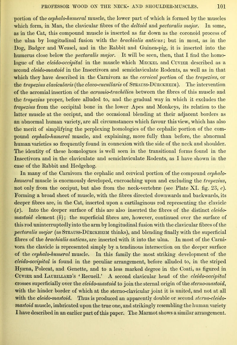 portion of the cephalo-humeral muscle, the lower part of which is formed by the muscles which form, in Man, the clavicular fibres of the deltoid and pectoralis major. In some, as in the Cat, this compound muscle is inserted as far down as the coronoid process of the ulna by longitudinal fusion with the brachialis anticus; but in most, as in the Dog, Badger and Weasel, and in the Babbit and Guinea-pig, it is inserted into the humerus close below the pectoralis major. It will be seen, then, that I find the homo- logue of the cleido-occipital in the muscle which Meckel and Cuvier described as a second cleido-mastoid in the Insectivora and semiclaviculate Bodents, as well as in that which they have described in the Carnivora as the cervical portion of the trapezius, or the trapezius clavicularis (the clavo-cucullaris of Strauss-Durckheim). The intervention of the acromial insertion of the acromio-trachelien between the fibres of this muscle and the trapezius proper, before alluded to, and the gradual way in which it excludes the trapezius from the occipital bone in the lower Apes and Monkeys, its relation to the latter muscle at the occiput, and the occasional blending at their adjacent borders as an abnormal human variety, are all circumstances which favour this view, which has also the merit of simplifying the perplexing homologies of the cephalic portion of the com- pound cephalo-humeral muscle, and explaining, more fully than before, the abnormal human varieties so frequently found in connexion with the side of the neck and shoulder. The identity of these homologues is well seen in the transitional forms found in the Insectivora and in the claviculate and semiclaviculate Bodents, as I have shown in the case of the Babbit and Hedgehog. In many of the Carnivora the cephalic and ceivical portion of the compound cephalo- humeral muscle is enormously developed, encroaching upon and excluding the trapezius, not only from the occiput, but also from the neck-vertebrae (see Plate XI. fig. 23, c). Forming a broad sheet of muscle, with the fibres directed downwards and backwards, its deeper fibres are, in the Cat, inserted upon a cartilaginous rod representing the clavicle (x). Into the deeper surface of this are also inserted the fibres of the distinct cleido- mastoid element (b); the superficial fibres are, however, continued over the surface of this rod uninterruptedly into the arm by longitudinal fusion with the clavicular fibres of the pectoralis major (as Strauss-Durckheim thinks), and blending finally with the superficial fibres of the brachialis anticus, are inserted with it into the ulna. In most of the Carni- vora the clavicle is represented simply by a tendinous intersection on the deeper surface of the cephalo-humeral muscle. In this family the most striking development of the cleido-occipital is found in the peculiar arrangement, before alluded to, in the striped Hysena, Polecat, and Genette, and to a less marked degree in the Coati, as figured in Cuvier and Laurillard’s ‘ Becueil.’ A second clavicular head of the cleido-occipital crosses superficially over the cleido-mastoid to j oin the sternal origin of the sterno-mastoid, with the hinder border of which at the sterno-clavicular joint it is united, and not at all with the cleido-mastoid. Thus is produced an apparently double or second sterno-cleido- mastoid muscle, imbricated upon the true one, and strikingly resembling the human variety I have described in an earlier part of this paper. The Marmot shows a similar arrangement.