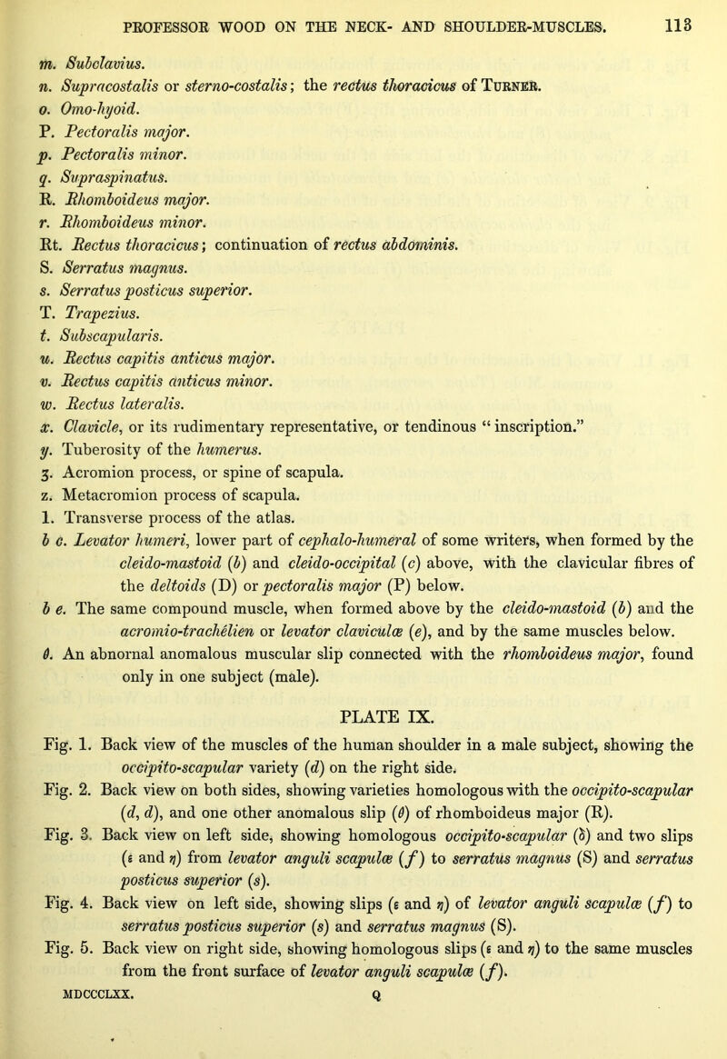 m. Subclavius. n. Supracostalis or sterno-costalis; the rectus tlioracicus of Turner. o. Omo-hyoid. P. Pectoralis major. p. Pectoralis minor. q. Supraspinatus. R. Phomboideus major. r. Phomboideus minor. Rt. Pectus tlioracicus; continuation of rectus abdominis. S. Serratus magnus. s. Serratus posticus superior. T. Trapezius. t. Subscapularis. u. Pectus capitis anticus major. v. Pectus capitis anticus minor. w. Pectus lateralis. x. Clavicle, or its rudimentary representative, or tendinous “ inscription.” y. Tuberosity of the humerus. 3. Acromion process, or spine of scapula. z. Metacromion process of scapula. 1. Transverse process of the atlas. b c. Levator humeri, lower part of cephalo-liumeral of some writers, when formed by the cleido-mastoid (b) and cleido-occipital (c) above, with the clavicular fibres of the deltoids (D) ox pectoralis major (P) below. b e. The same compound muscle, when formed above by the cleido-mastoid (b) and the acromio-trachelien or levator clavicular (e), and by the same muscles below. 6. An abnornal anomalous muscular slip connected with the rhomboideus major, found only in one subject (male). PLATE IX. Fig. 1. Back view of the muscles of the human shoulder in a male subject, showing the occipito-scapular variety (d) on the right side. Fig. 2. Back view on both sides, showing varieties homologous with the occipito-scapular (d, d), and one other anomalous slip {6) of rhomboideus major (R). Fig. 3. Back view on left side, showing homologous occipito-scapular (&) and two slips (e and ri) from levator anguli scapulae (f) to serratus magnus (S) and serratus posticus superior (s). Fig. 4. Back view on left side, showing slips (e and q) of levator anguli scapulae (f) to serratus posticus superior (s) and serratus magnus (S). Fig. 5. Back view on right side, showing homologous slips (s and ri) to the same muscles from the front surface of levator anguli scapulae (f). MDCCCLXX. Q