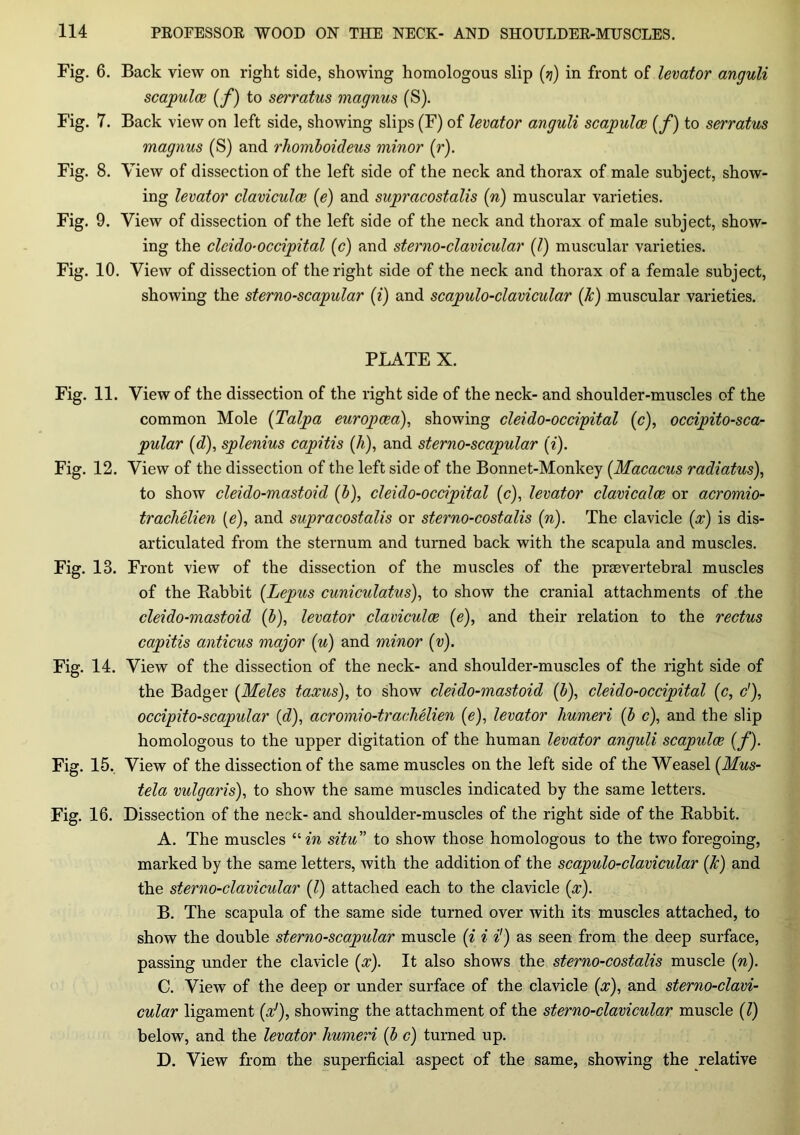 Fig. 6. Back view on right side, showing homologous slip (rf) in front of levator anguli scapulce (/) to serratus magnus (S). Fig. 7. Back view on left side, showing slips (F) of levator anguli scapula (f) to serratus magnus (S) and rliomboideus minor (r). Fig. 8. V iew of dissection of the left side of the neck and thorax of male subject, show- ing levator clavicula (e) and supracostalis (n) muscular varieties. Fig. 9. View of dissection of the left side of the neck and thorax of male subject, show- ing the cleido-occipital (<?) and sterno-clavicular (/) muscular varieties. Fig. 10. View of dissection of the right side of the neck and thorax of a female subject, showing the sterno-scapular (i) and scapulo-clavicular (k) muscular varieties. PLATE X. Fig. 11. View of the dissection of the right side of the neck- and shoulder-muscles of the common Mole (Talpa europaa), showing cleido-occipital (c), occipito-sca- pular (d), splenius capitis (/?,), and sterno-scapular («). Fig. 12. View of the dissection of the left side of the Bonnet-Monkey (Macacus radiatus), to show cleido-mastoid (b), cleido-occipital (c), levator clavicala or acromio- trachelien (e), and supracostalis or sterno-costalis (n). The clavicle (x) is dis- articulated from the sternum and turned back with the scapula and muscles. Fig. 13. Front view of the dissection of the muscles of the prsevertebral muscles of the Rabbit (Lepus cuniculatus), to show the cranial attachments of the cleido-mastoid (b), levator clavicula (e), and their relation to the rectus capitis anticus major (u) and minor (v). Fig. 14. View of the dissection of the neck- and shoulder-muscles of the right side of the Badger (Meles taxus), to show cleido-mastoid (b), cleido-occipital (c, <?'), occipito-scapular (d), acromio-trachelien (e), levator humeri (b c), and the slip homologous to the upper digitation of the human levator anguli scapula (f). Fig. 15. View of the dissection of the same muscles on the left side of the Weasel (Mus- tela vulgaris), to show the same muscles indicated by the same letters. Fig. 16. Dissection of the neck- and shoulder-muscles of the right side of the Rabbit. A. The muscles “in situ” to show those homologous to the two foregoing, marked by the same letters, with the addition of the scapulo-clavicular [k) and the sterno-clavicular (l) attached each to the clavicle (x). B. The scapula of the same side turned over with its muscles attached, to show the double sterno-scapular muscle (i i i') as seen from the deep surface, passing under the clavicle (x). It also shows the sterno-costalis muscle (n). C. View of the deep or under surface of the clavicle (x), and sterno-clavi- cular ligament (xJ), showing the attachment of the sterno-clavicular muscle (l) below, and the levator humeri {b c) turned up. D. View from the superficial aspect of the same, showing the relative