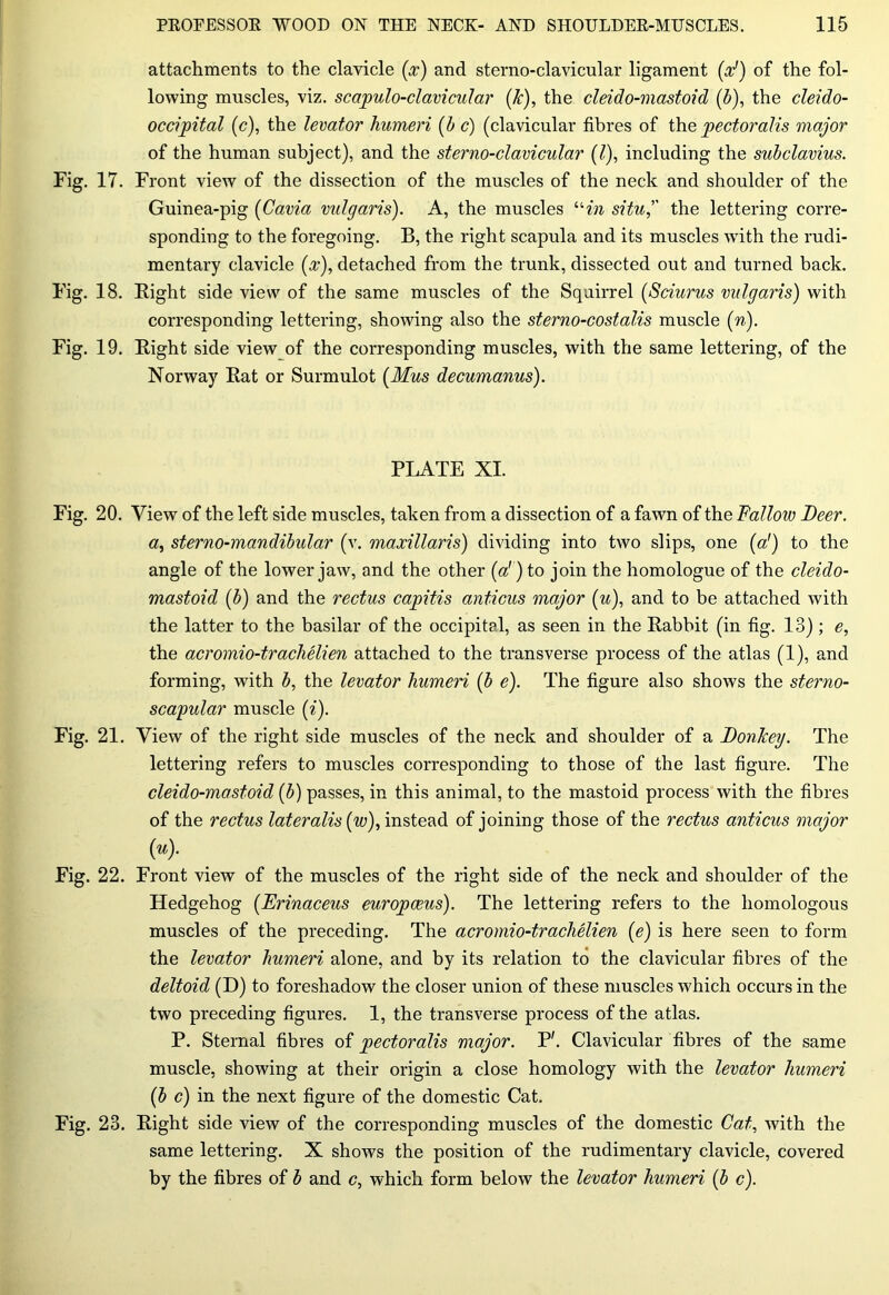 attachments to the clavicle (x) and sterno-clavicular ligament (od) of the fol- lowing muscles, viz. scapulo-clavicular (k), the cleido-mastoid (b), the cleido- occipital (c), the levator humeri (b c) (clavicular fibres of the pectoralis major of the human subject), and the sterno-clavicular (l), including the subclavius. Fig. 17. Front view of the dissection of the muscles of the neck and shoulder of the Guinea-pig (Cavia vulgaris). A, the muscles uin situ, the lettering corre- sponding to the foregoing. B, the right scapula and its muscles with the rudi- mentary clavicle (x), detached from the trunk, dissected out and turned back. Fig. 18. Bight side view of the same muscles of the Squirrel (Sciurus vulgaris) with corresponding lettering, showing also the sterno-costalis muscle (n). Fig. 19. Bight side view of the corresponding muscles, with the same lettering, of the Norway Bat or Surmulot (Mus decumanus). PLATE XI. Fig. 20. View of the left side muscles, taken from a dissection of a fawn of the Fallow Deer. a, sterno-mandibular (v. maxillaris) dividing into two slips, one (a1) to the angle of the lower jaw, and the other (a! ) to join the homologue of the cleido- mastoid {b) and the rectus capitis anticus major (u), and to be attached with the latter to the basilar of the occipital, as seen in the Babbit (in fig. 13); e, the acromio-trachelien attached to the transverse process of the atlas (1), and forming, with b, the levator humeri (b e). The figure also shows the sterno- scapular muscle (i). Fig. 21. View of the right side muscles of the neck and shoulder of a Donkey. The lettering refers to muscles corresponding to those of the last figure. The cleido-mastoid (b) passes, in this animal, to the mastoid process with the fibres of the rectus lateralis (w), instead of joining those of the rectus anticus major M- Fig. 22. Front view of the muscles of the right side of the neck and shoulder of the Hedgehog (Erinaceus europceus). The lettering refers to the homologous muscles of the preceding. The acromio-trachelien (e) is here seen to form the levator humeri alone, and by its relation to the clavicular fibres of the deltoid (D) to foreshadow the closer union of these muscles which occurs in the two preceding figures. 1, the transverse process of the atlas. P. Sternal fibres of pectoralis major. P'. Clavicular fibres of the same muscle, showing at their origin a close homology with the levator humeri (b c) in the next figure of the domestic Cat. Fig. 23. Bight side view of the corresponding muscles of the domestic Cat, with the same lettering. X shows the position of the rudimentary clavicle, covered by the fibres of b and c, which form below the levator humeri (b c).