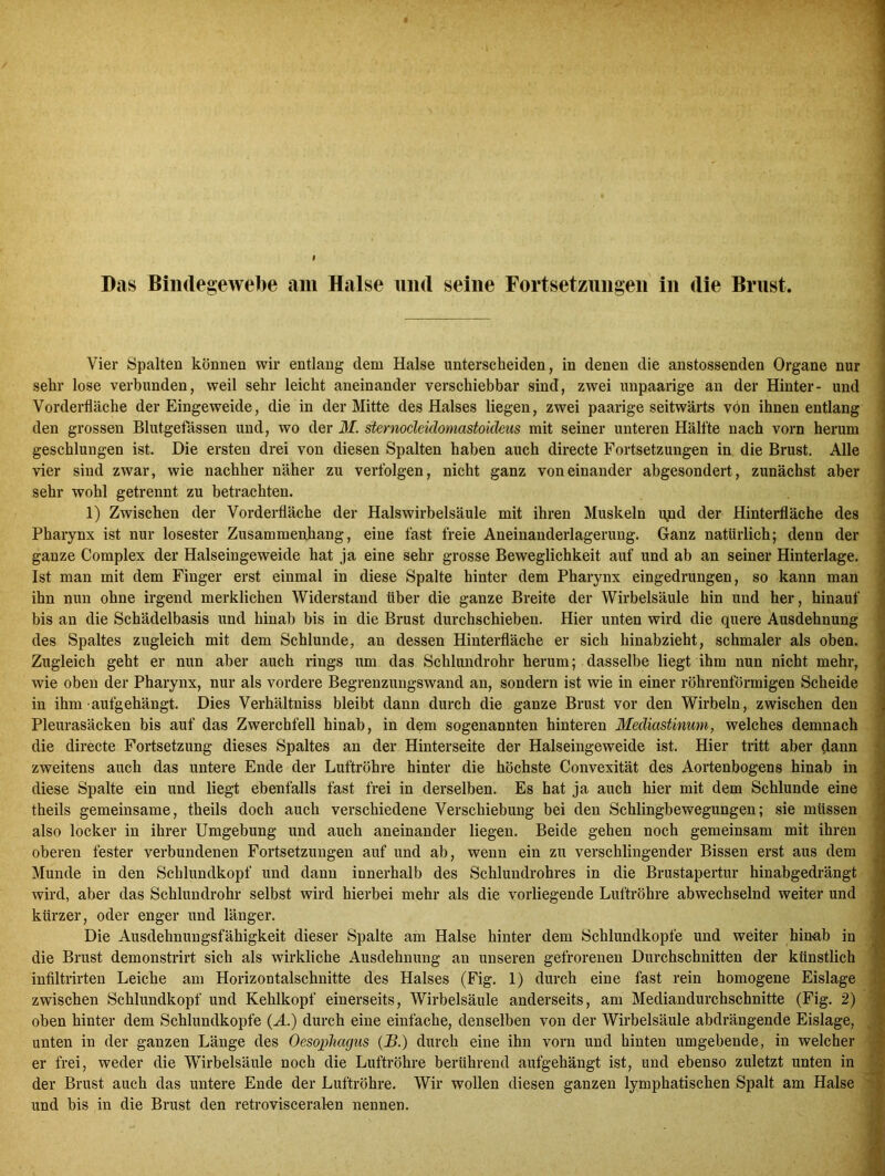 Vier Spalten können wir entlang dem Halse unterscheiden, in denen die anstossenden Organe nur sehr lose verbunden, weil sehr leicht aneinander verschiebbar sind, zwei unpaarige an der Hinter- und Vorderfläche der Eingeweide, die in der Mitte des Halses liegen, zwei paarige seitwärts von ihnen entlang den grossen Blutgefässen und, wo der M. sternocleidomastoicleus mit seiner unteren Hälfte nach vorn herum geschlungen ist. Die ersten drei von diesen Spalten haben auch directe Fortsetzungen in die Brust. Alle vier sind zwar, wie nachher näher zu verfolgen, nicht ganz voneinander abgesondert, zunächst aber sehr wohl getrennt zu betrachten. 1) Zwischen der Vorderfläche der Halswirbelsäule mit ihren Muskeln ryid der Hinterfläche des Pharynx ist nur losester Zusammenhang, eine fast freie Aneinanderlagerung. Ganz natürlich; denn der ganze Complex der Halseingeweide hat ja eine sehr grosse Beweglichkeit auf und ab an seiner Hinterlage. Ist man mit dem Finger erst einmal in diese Spalte hinter dem Pharynx eingedrungen, so kann man ihn nun ohne irgend merklichen Widerstand über die ganze Breite der Wirbelsäule hin und her, hinauf bis an die Schädelbasis und hinab bis in die Brust durchschieben. Hier unten wird die quere Ausdehnung des Spaltes zugleich mit dem Schlunde, an dessen Hinterfläche er sich hinabzieht, schmaler als oben. Zugleich geht er nun aber auch rings um das Schlundrohr herum; dasselbe liegt ihm nun nicht mehr, wie oben der Pharynx, nur als vordere Begrenzungswand an, sondern ist wie in einer röhrenförmigen Scheide in ihm • aufgehängt. Dies Verhältnis bleibt dann durch die ganze Brust vor den Wirbeln, zwischen den Pleurasäcken bis auf das Zwerchfell hinab, in dem sogenannten hinteren Mediastinum, welches demnach die directe Fortsetzung dieses Spaltes an der Hinterseite der Halseingeweide ist. Hier tritt aber dann zweitens auch das untere Ende der Luftröhre hinter die höchste Convexität des Aortenbogens hinab in diese Spalte ein und liegt ebenfalls fast frei in derselben. Es hat ja auch hier mit dem Schlunde eine theils gemeinsame, theils doch auch verschiedene Verschiebung bei den Schlingbewegungen; sie müssen also locker in ihrer Umgebung und auch aneinander liegen. Beide gehen noch gemeinsam mit ihren oberen fester verbundenen Fortsetzungen auf und ab, wenn ein zu verschlingender Bissen erst aus dem Munde in den Schlundkopf und dann innerhalb des Schlundrohres in die Brustapertur hinabgedrängt wird, aber das Schlundrohr selbst wird hierbei mehr als die vorliegende Luftröhre abwechselnd weiter und kürzer, oder enger und länger. Die Ausdehnungsfähigkeit dieser Spalte am Halse hinter dem Schlundkopfe und weiter hinab in die Brust demonstrirt sich als wirkliche Ausdehnung an unseren gefrorenen Durchschnitten der künstlich infiltrirten Leiche am Horizontalschnitte des Halses (Fig. 1) durch eine fast rein homogene Eislage zwischen Schlundkopf und Kehlkopf einerseits, Wirbelsäule anderseits, am Mediandurchschnitte (Fig. 2) oben hinter dem Schlundkopfe (A.) durch eine einfache, denselben von der Wirbelsäule abdrängende Eislage, unten in der ganzen Länge des Oesophagus (B.) durch eine ihn vorn und hinten umgebende, in welcher er frei, weder die Wirbelsäule noch die Luftröhre berührend aufgehängt ist, und ebenso zuletzt unten in der Brust auch das untere Ende der Luftröhre. Wir wollen diesen ganzen lymphatischen Spalt am Halse und bis in die Brust den retrovisceralen nennen.