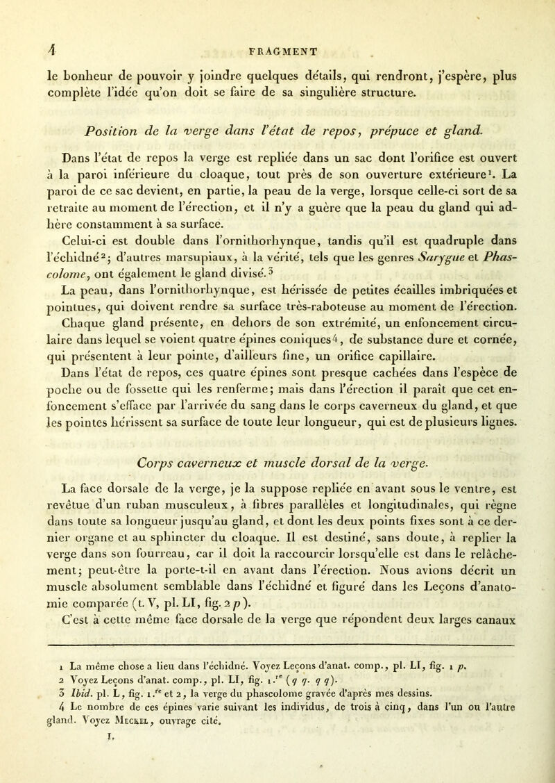 le bonheur de pouvoir y joindre quelques détails, qui rendront, j’espère, plus complète l’idèe qu’on doit se faire de sa singulière structure. Position de la verge dans Vétat de repos, prépuce et gland. Dans l'état de repos la verge est repliée dans un sac dont l’orifice est ouvert à la paroi inférieure du cloaque, tout près de son ouverture extérieure1. La paroi de ce sac devient, en partie, la peau de la verge, lorsque celle-ci sort de sa retraite au moment de l’érection, et il n’y a guère que la peau du gland qui ad- hère constamment à sa surface. Celui-ci est double dans l’ornithorhynque, tandis qu’il est quadruple dans l’échidné2; d’autres marsupiaux, à la vérité, tels que les genres Sarygue et Phas- colome, ont également le gland divisé.3 4 La peau, dans l’ornithorhynque, est hérissée de petites écailles imbriquées et pointues, qui doivent rendre sa surface très-raboteuse au moment de l’érection. Chaque gland présente, en dehors de son extrémité, un enfoncement circu- laire dans lequel se voient quatre épines coniques4, de substance dure et cornée, qui présentent à leur pointe, d’ailleurs fine, un orifice capillaire. Dans l’état de repos, ces quatre épines sont presque cachées dans l’espèce de poche ou de fossette qui les renferme; mais dans l’érection il paraît que cet en- foncement s’efface par l’arrivée du sang dans le corps caverneux du gland, et que les pointes hérissent sa surface de toute leur longueur, qui est de plusieurs lignes. Corps caverneux et muscle dorsal de la verge. La face dorsale de la verge, je la suppose repliée en avant sous le ventre, est revêtue d’un ruban musculeux, à fibres parallèles et longitudinales, qui règne dans toute sa longueur jusqu’au gland, et dont les deux points fixes sont à ce der- nier organe et au sphincter du cloaque. Il est destiné, sans doute, à replier la verge dans son fourreau, car il doit la raccourcir lorsqu’elle est dans le relâche- ment; peut-être la porte-t-il en avant dans l’érection. Nous avions décrit un muscle absolument semblable dans l’échidné et figuré dans les Leçons d’anato- mie comparée (t. V, pl. LI, fig. 2 p). C’est à cette même face dorsale de la verge que répondent deux larges canaux 1 La même chose a lieu dans l’échidné. Voyez Leçons d’anat. comp., pl. LI, fig. i p. 2 Voyez Leçons d’anat. comp., pl. LI, fig. i. [q q. q q). 3 Ibid. pl. L, fig. i.re et 2, la verge du phascolome gravée d’après mes dessins. 4 Le nombre de ces épines varie suivant les individus, de trois à cinq, dans l’un ou l’autre gland. Voyez Meck.el, ouvrage cité.