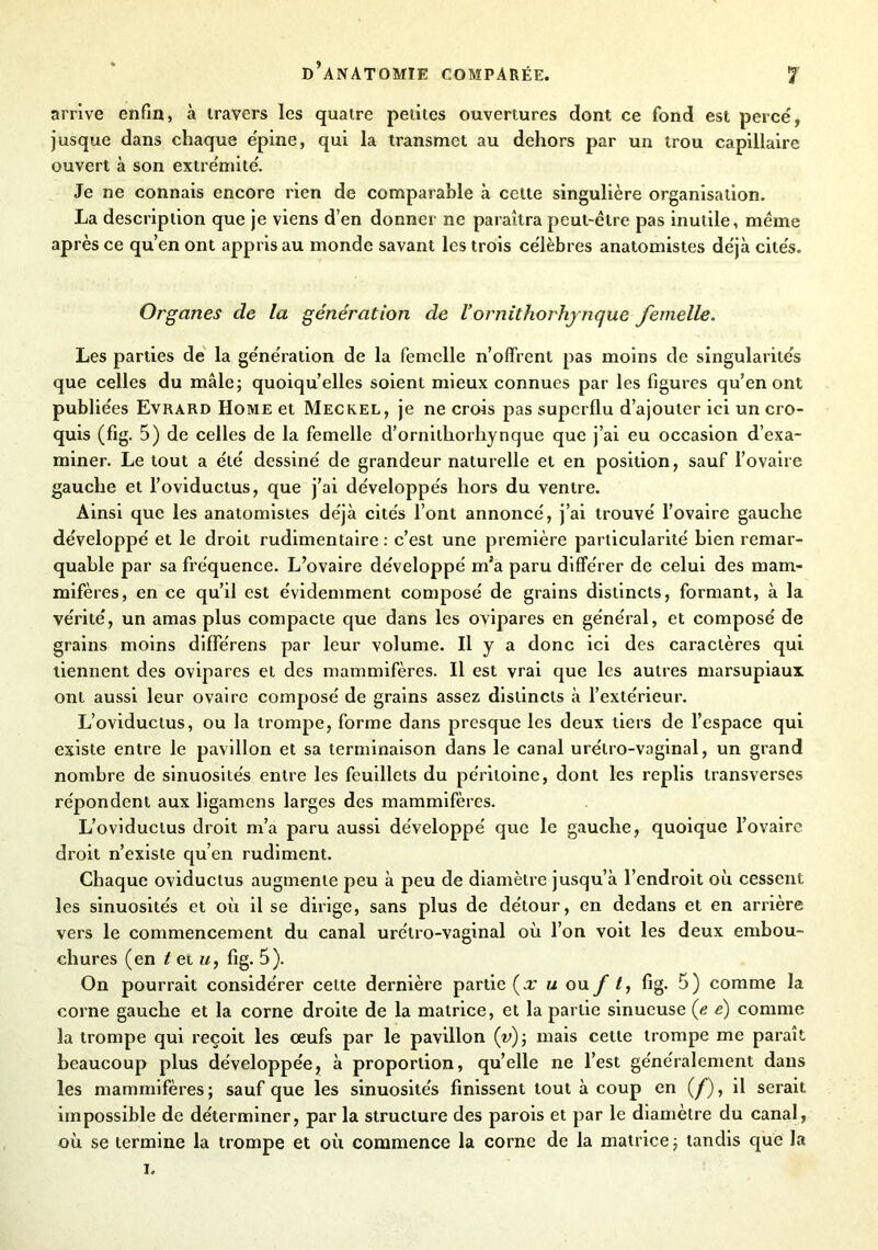 arrive enfin, à travers les quatre petites ouvertures dont ce fond est percé, jusque dans chaque épine, qui la transmet au dehors par un trou capillaire ouvert à son extrémité. Je ne connais encore rien de comparable à cette singulière organisation. La description que je viens d’en donner ne paraîtra peut-être pas inutile, même après ce qu’en ont appris au monde savant les trois célèbres anatomistes déjà cités. Organes de la génération de l’ornithorhjnque femelle. Les parties de la génération de la femelle n’offrent pas moins de singularités que celles du mâle; quoiqu’elles soient mieux connues par les figures qu’en ont publiées Evrard Home et Meckel, je ne crois pas superflu d’ajouter ici un cro- quis (fig. 5) de celles de la femelle d’ornilhorhynque que j’ai eu occasion d’exa- miner. Le tout a été dessiné de grandeur naturelle et en position, sauf l’ovaire gauche et l’oviductus, que j’ai développés hors du ventre. Ainsi que les anatomistes déjà cités l’ont annoncé, j’ai trouvé l’ovaire gauche développé et le droit rudimentaire : c’est une première particularité bien remar- quable par sa fréquence. L’ovaire développé m’a paru différer de celui des mam- mifères, en ce qu’il est évidemment composé de grains distincts, formant, à la vérité, un amas plus compacte que dans les ovipares en général, et composé de grains moins differens par leur volume. Il y a donc ici des caractères qui tiennent des ovipares et des mammifères. Il est vrai que les autres marsupiaux ont aussi leur ovaire composé de grains assez distincts à l’extérieur. L’oviductus, ou la trompe, forme dans presque les deux tiers de l’espace qui existe entre le pavillon et sa terminaison dans le canal urétro-vaginal, un grand nombre de sinuosités entre les feuillets du péritoine, dont les replis transverses répondent aux ligamens larges des mammifères. L’oviductus droit m’a paru aussi développé que le gauche, quoique l’ovaire droit n’existe qu’en rudiment. Chaque oviduclus augmente peu à peu de diamètre jusqu’à l’endroit où cessent les sinuosités et où il se dirige, sans plus de détour, en dedans et en arrière vers le commencement du canal urélro-vaginal où l’on voit les deux embou- chures (en t et u, fig. 5). On pourrait considérer cette dernière partie (x u ou f t, fig. 5) comme la corne gauche et la corne droite de la matrice, et la partie sinueuse (e é) comme la trompe qui reçoit les œufs par le pavillon (v); mais cette trompe me paraît beaucoup plus développée, à proportion, quelle ne l’est généralement dans les mammifères; sauf que les sinuosités finissent tout à coup en (/), il serait impossible de déterminer, par la structure des parois et par le diamètre du canal, où se termine la trompe et où commence la corne de la matrice ; tandis que la