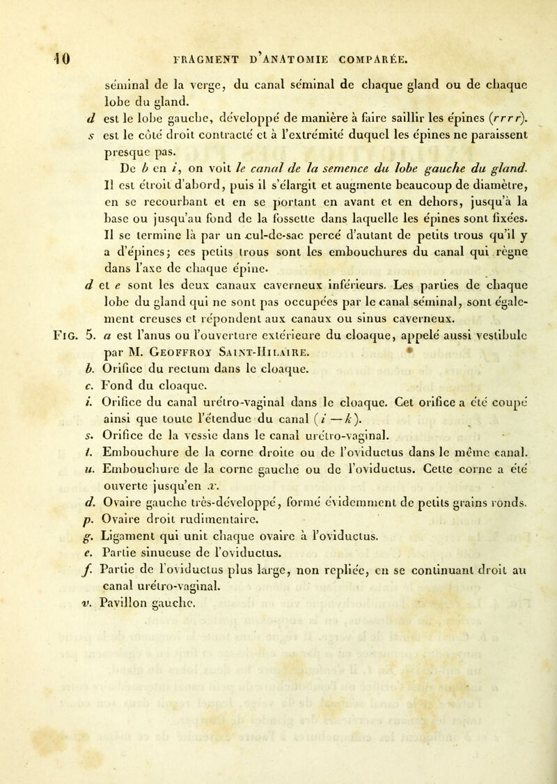 40 fragment d’anatomie comparée. séminal de la verge, du canal séminal de chaque gland ou de chaque lobe du gland. d est le lobe gauche, développé de manière à faire saillir les épines (rrrr). s est le coté droit contracté et à l’extrémité duquel les épines ne paraissent presque pas. De b en /, on voit le canal de la semence du lobe gauche du gland. Il est étroit d’abord, puis il s’élargit et augmente beaucoup de diamètre, en se recourbant et en se portant en avant et en dehors, jusqu’à la base ou jusqu’au fond de la fossette dans laquelle les épines sont fixées. Il se termine là par un cul-dc-sac percé d’autant de petits trous qu’il y a d’épines; ces petits trous sont les embouchures du canal qui règne dans l’axe de chaque épine. de.le sont les deux canaux caverneux inférieurs. Les parties de chaque lobe du gland qui ne sont pas occupées par le canal séminal, sont égale- ment creuses et répondent aux canaux ou sinus caverneux. FiG. 5. a est l’anus ou l’ouverture extérieure du cloaque, appelé aussi vestibule par M. Geoffroy Saint-Hilaire. b. Orifice du rectum dans le cloaque. c. Fond du cloaque. i. Orifice du canal urétro-vaginal dans le cloaque. Cet orifice a été coupé ainsi que toute l’étendue du canal (i —k'). s. Orifice de la vessie dans le canal urétro-vaginal. i. Embouchure de la corne droite ou de l’oviductus dans le même canal. u. Embouchure de la corne gauche ou de l’oviducLus. Cette corne a été ouverte jusqu’en x. d. Ovaire gauche très-développé, formé évidemment de petits grains ronds. p. Ovaire droit rudimentaire. g. Ligament qui unit chaque ovaire à l’oviductus. e. Partie sinueuse de l’oviductus. f. Partie de l’oviduclus plus large, non repliée, en se continuant droit au canal urétro-vaginal.