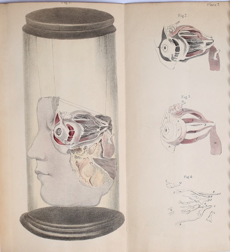 Plate 7.