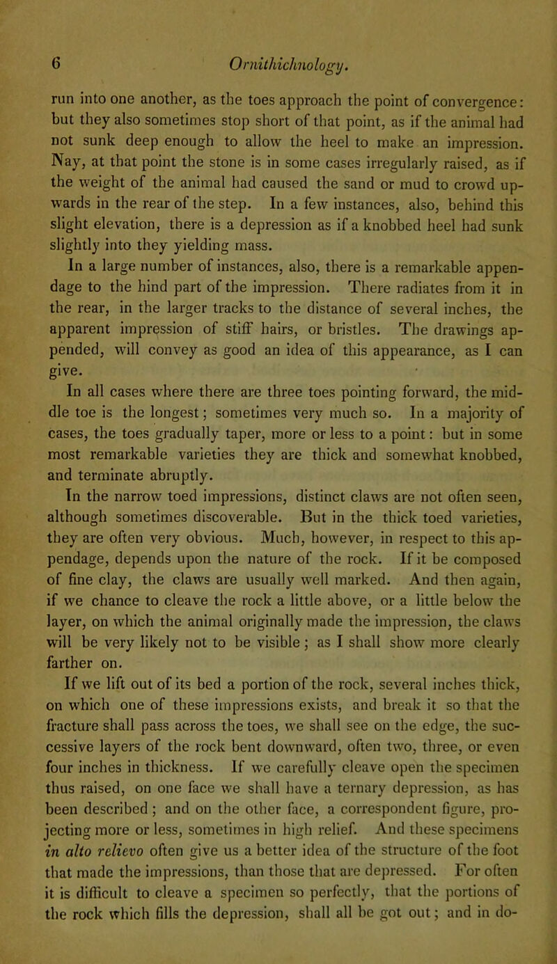 run into one another, as the toes approach the point of convergence: but they also sometimes stop short of that point, as if the animal had not sunk deep enough to allow the heel to make an impression. Nay, at that point the stone is in some cases irregularly raised, as if the weight of the animal had caused the sand or mud to crowd up- wards in the rear of the step. In a few instances, also, behind this slight elevation, there is a depression as if a knobbed heel had sunk slightly into they yielding mass. In a large number of instances, also, there is a remarkable appen- dage to the hind part of the impression. There radiates from it in the rear, in the larger tracks to the distance of several inches, the apparent impression of stiff hairs, or bristles. The drawings ap- pended, will convey as good an idea of this appearance, as I can give. In all cases where there are three toes pointing forward, the mid- dle toe is the longest; sometimes very much so. In a majority of cases, the toes gradually taper, more or less to a point: but in some most remarkable varieties they are thick and soraewdiat knobbed, and terminate abruptly. In the narrow toed impressions, distinct claws are not often seen, although sometimes discoverable. But in the thick toed varieties, they are often very obvious. Much, however, in respect to this ap- pendage, depends upon the nature of the rock. If it be composed of fine clay, the claws are usually well marked. And then again, if we chance to cleave the rock a little above, or a little below the layer, on which the animal originally made the impression, the claws will be very likely not to be visible; as I shall show more clearly farther on. If we lift out of its bed a portion of the rock, several Inches thick, on which one of these impressions exists, and break it so that the fracture shall pass across the toes, we shall see on the edge, the suc- cessive layers of the rock bent downward, often two, three, or even four inches in thickness. If we carefully cleave open the specimen thus raised, on one face we shall have a ternary depression, as has been described; and on the other face, a correspondent figure, pro- jecting more or less, sometimes in high relief. And these specimens in alio relievo often give us a better idea of the structure of the foot that made the impressions, than those that are depressed. For often it is difficult to cleave a specimen so perfectly, that the portions of the rock which fills the depression, shall all be got out; and in do-