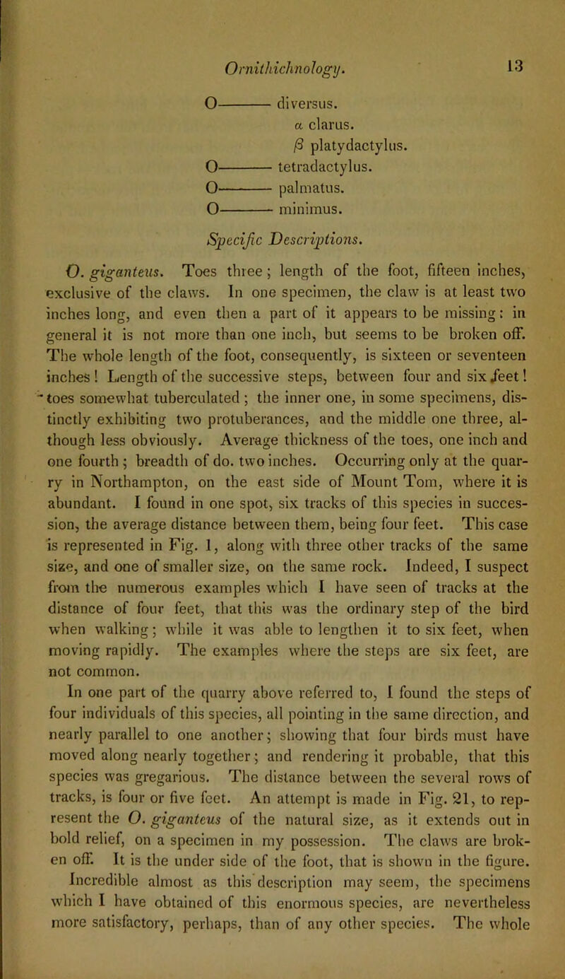 O diversus. a clarus. /3 platydactylus. O tetradactylus. Q palmatus. O minimus. Specijic Descriptions. O. giganteus. Toes three; length of the foot, fifteen inches, exclusive of the claws. In one specimen, the claw is at least two inches long, and even then a part of it appears to be missing: in general it is not more than one inch, but seems to be broken off. The whole length of the foot, consequently, is sixteen or seventeen inches! Length of the successive steps, between four and six/eet! toes somewhat tuberculated; the inner one, in some specimens, dis- tinctly exhibiting two protuberances, and the middle one three, al- though less obviously. Average thickness of the toes, one inch and one fourth ; breadth of do. two inches. Occurring only at the quar- ry in Northampton, on the east side of Mount Tom, where it is abundant. I found in one spot, six tracks of this species in succes- sion, the average distance between them, being four feet. This case is represented in Fig. 1, along with three other tracks of the same size, and one of smaller size, on the same rock. Indeed, I suspect frojn tlie numerous examples which I have seen of tracks at the distance of four feet, that this was the ordinary step of the bird when walking; w’hile it was able to lengthen it to six feet, when moving rapidly. The examples where the steps are six feet, are not common. In one part of the quarry above referred to, I found the steps of four individuals of this species, all pointing in the same direction, and nearly parallel to one another; showing that four birds must have moved along nearly together; and rendering it probable, that this species was gregarious. The distance between the several rows of tracks, is four or five feet. An attempt is made in Fig. 21, to rep- resent the O. giganteus of the natural size, as it extends out in bold relief, on a specimen in my possession. The claws are brok- en off. It is the under side of the foot, that is shown in the figure. Incredible almost as this description may seem, the specimens which 1 have obtained of this enormous species, are nevertheless more satisfactory, perhaps, than of any other species. The whole