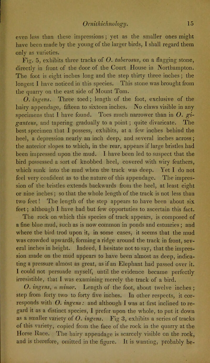 even less than these impressions; yet as the smaller ones might have been made by the young of the larger birds, I shall regard them only as varieties. Fig. 5, exhibits three tracks of O. iuberosus, on a flagging stone, directly in front of the door of the Court House in Northampton. The foot is eight inches long and the step thirty three inches; the longest I have noticed in this species. This stone was brought from the quarry on the east side of Mount Tom. O. ingens. Three toed; length of the foot, exclusive of the hairy appendage, fifteen to sixteen inches. No claws visible in any specimens that 1 have found. Toes much narrower than in O. gi- ganteus, and tapering gradually to a point; quite divaricate. The best specimen that 1 possess, exhibits, at a few inches behind the heel, a depression nearly an inch deep, and several inches across; the anterior slopes to which, in the rear, appears if large bristles had been impressed upon the mud. I have been led to suspect that the bird possessed a sort of knobbed heel, covered with wiry feathers, which sunk into the mud when the track was deep. Yet I do not feel very confident as to the nature of this appendage. The impres- sion of the bristles extends backwards from the heel, at least eight or nine inches ; so that the whole length of the track is not less than two feet! The length of the step appears to have been about six feet; although I have had but few opportuties to ascertain this fact. The rock on -which this species of track appears, is composed of a fine blue mud, such as is now common in ponds and estuaries ; and w'here the bird trod upon it, in some cases, it seems that the mud was crowded upwards, forming a ridge around the track in front, sev- eral inches in height. Indeed, I hesitate not to say, that the impres- sion made on the mud appears to have been almost as deep, indica- ting a pressure almost as great, as if an Elephant had passed over it. I could not persuade myself, until the evidence became perfectly iiTesistible, that I was examining merely the track of a bird. O. ingens, a minor. Length of the foot, about twelve inches ; step from forty two to forty five inches. In other respects, it cor- responds with O. ingens: and although I was at first inclined to re- gard it as a distinct species, I prefer upon the whole, to put it down as a smaller variety of O. ingens. Fig 3, exhibits a series of tracks of this variety, copied from the face of the rock in the quarry at the Horse Race. The hairy appendage is scarcely visible on the rock, and is therefore, omitted in the figure. It is wanting, probably be-