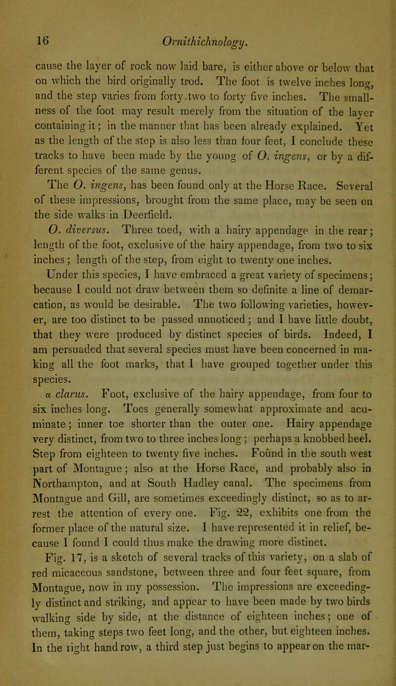 cause the layer of rock now laid bare, is either above or below that on which the bird originally trod. The foot is twelve inches long, and the step varies from forty .two to forty five inches. The small- ness of the foot may result merely from the situation of the layer containing it; in the manner that has been already explained. Yet as the length of the step is also less than four feet, I conclude these tracks to have been made by the young of O. ingens, or by a dif- ferent species of the same genus. The O. ingens, has been found only at the Horse Race. Several of these impressions, brought from the same place, may be seen on the side walks in Deerfield. O. diversus. Three toed, with a hairy appendage in the rear; length of the foot, exclusive of the hairy appendage, from two to six inches ; length of the step, from eight to twenty one inches. Under this species, I have embraced a great variety of specimens; because I could not draw between them so definite a line of demar- cation, as would be desirable. The two following varieties, howev- er, are too distinct to be passed unnoticed; and I have little doubt, that they were produced by distinct species of birds. Indeed, I am persuaded that several species must have been concerned in ma- king all the foot marks, that 1 have grouped together under this species. a clarus. Foot, exclusive of the hairy appendage, from four to six inches long. Toes generally somewhat approximate and acu- minate ; inner toe shorter than the outer one. Hairy appendage very distinct, from two to three inches long; perhaps a knobbed heel. Step from eighteen to twenty five inches. Found in the south west part of Montague; also at the Horse Race, and probably also in Northampton, and at South Hadley canal. The specimens from Montague and Gill, are sometimes exceedingly distinct, so as to ar- rest the attention of every one. Fig. 22, exhibits one from the former place of the natural size. I have represented it in relief, be- cause I found I could thus make the drawing more distinct. Fig. 17, is a sketch of several tracks of this variety, on a slab of red micaceous sandstone, between three and four feet square, from Montague, now in my possession. The impressions are exceeding- ly distinct and striking, and appear to have been made by two birds walking side by side, at the distance of eighteen inches; one of them, taking steps two feet long, and the other, but eighteen inches. In the right hand row, a third step just begins to appear on the mar-