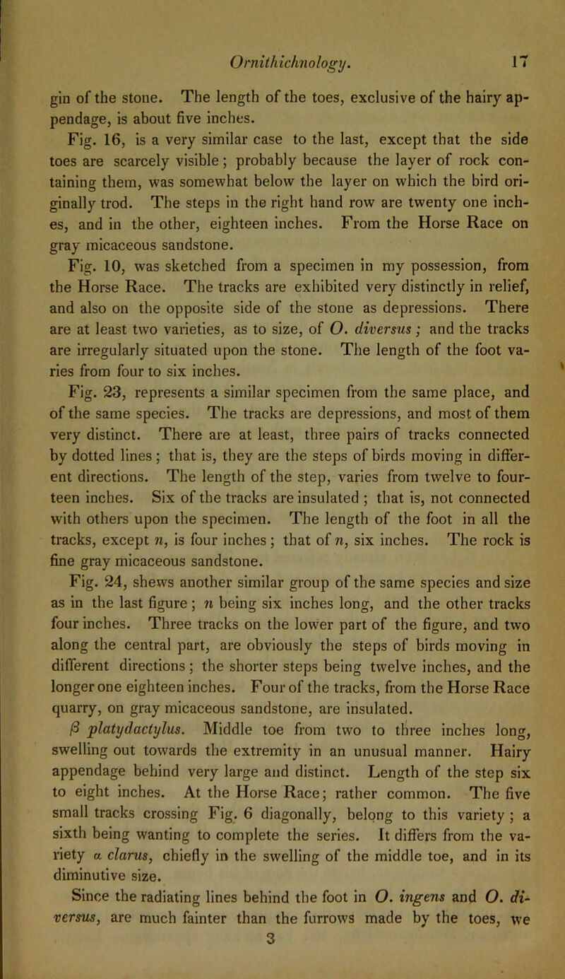 gin of the stone. The length of the toes, exclusive of the hairy ap- pendage, is about five inches. Fig. 16, is a very similar case to the last, except that the side toes are scarcely visible; probably because the layer of rock con- taining them, was somewhat below the layer on which the bird ori- ginally trod. The steps in the right hand row are twenty one inch- es, and in the other, eighteen inches. From the Horse Race on gray micaceous sandstone. Fig. 10, was sketched from a specimen in my possession, from the Horse Race. The tracks are exhibited very distinctly in relief, and also on the opposite side of the stone as depressions. There are at least two varieties, as to size, of O. diversus; and the tracks are irregularly situated upon the stone. The length of the foot va- ries from four to six inches. Fig. 23, represents a similar specimen from the same place, and of the same species. The tracks are depressions, and most of them very distinct. There are at least, three pairs of tracks connected by dotted lines; that is, they are the steps of birds moving in differ- ent directions. The length of the step, varies from twelve to four- teen inches. Six of the tracks are insulated ; that is, not connected with others upon the specimen. The length of the foot in all the tracks, except n, is four inches; that of n, six inches. The rock is fine gray micaceous sandstone. Fig. 24, shews another similar group of the same species and size as in the last figure ; 7i being six inches long, and the other tracks four inches. Three tracks on the lower part of the figure, and two along the central part, are obviously the steps of birds moving in different directions; the shorter steps being twelve inches, and the longer one eighteen inches. Four of the tracks, from the Horse Race quarry, on gray micaceous sandstone, are insulated. ^ platydactylus. Middle toe from two to three inches long, swelling out towards the extremity in an unusual manner. Hairy appendage behind very large and distinct. Length of the step six to eight inches. At the Horse Race; rather common. The five small tracks crossing Fig. 6 diagonally, belong to this variety ; a sixth being wanting to complete the series. It differs from the va- riety a clams, chiefly in the swelling of the middle toe, and in its diminutive size. Since the radiating lines behind the foot in O. ingens and O. di- versus, are much fainter than the furrows made by the toes, we 3
