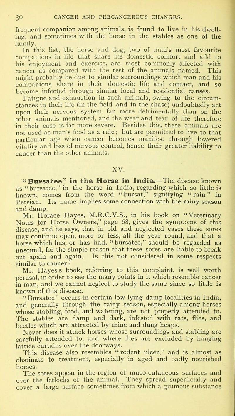 frequent companion among animals, is found to dive in his dwell- ing, and sometimes with the horse in the stables as one of the family. In this list, the horse and dog, two of man’s most favourite companions in life that share his domestic comfort and add to his enjoyment and exercise, are most commonly affected with cancer as compared with the rest of the animals named. This might probably be due to similar surroundings which man and his companions share in their domestic life and contact, and so become infected through similar local and residential causes. Fatigue and exhaustion in such animals, owing to the circum- stances in their life (in the field and in the chase) undoubtedly act upon their nervous system far more detrimentally than on the other animals mentioned, and the wear and tear of life therefore in their case is far more severe. Besides this, these animals are not used as man’s food as a rule; but are permitted to live to that particular age when cancer becomes manifest through lowered vitality and loss of nervous control, hence their greater liability to cancer than the other animals. XV. “Bursatee” in the Horse in India.—The disease known as “bursatee,” in the horse in India, regarding which so little is known, comes from the word “ bursat,” signifying “ rain ” in Persian. Its name implies some connection with the rainy season and damp. Mr. Horace Hayes, M.R.C.V.S., in his book on “Veterinary Notes for Horse Owners,” page 68, gives the symptoms of this disease, and he says, that in old and neglected cases these sores may continue open, more or less, all the year round, and that a horse which has, or has had, “ bursatee,” should be regarded as unsound, for the simple reason that these sores are liable to break out again and again. Is this not considered in some respects similar to cancer ? Mr. Hayes’s book, referring to this complaint, is well worth perusal, in order to see the many points in it which resemble cancer in man, and we cannot neglect to study the same since so little is known of this disease. “Bursatee” occurs in certain low lying damp localities in India, and generally through the rainy season, especially among horses whose stabling, food, and watering, are not properly attended to. The stables are damp and dark, infested with rats, flies, and beetles which are attracted by urine and dung heaps. Never does it attack horses whose surroundings and stabling are carefully attended to, and where flies are excluded by hanging lattice curtains over the doorways. This disease also resembles “rodent ulcer,” and is almost as obstinate to treatment, especially in aged and badly nourished horses. The sores appear in the region of muco-cutaneous surfaces and over the fetlocks of the animal. They spread superficially and cover a large surface sometimes from which a grumous substance