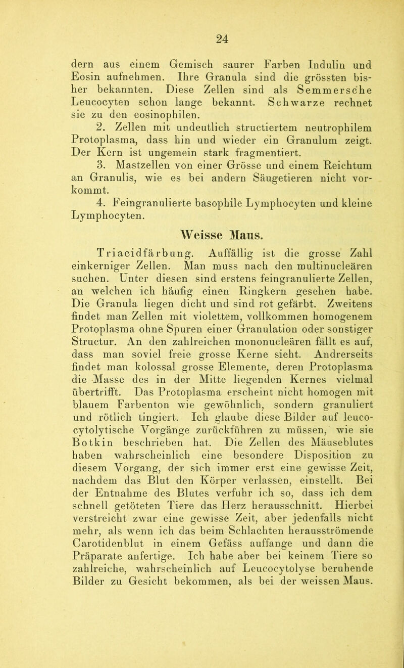dem aus einem Gemisch saurer Farben Indulin und Eosin aufnehmen. Ihre Granula sind die grössten bis- her bekannten. Diese Zellen sind als Semmersche Leucocyten schon lange bekannt. Schwarze rechnet sie zu den eosinophilen. 2. Zellen mit undeutlich structiertem neutrophilem Protoplasma, dass hin und wieder ein Granulum zeigt. Der Kern ist ungemein stark fragmentiert. 3. Mastzellen von einer Grösse und einem Reichtum an Granulis, wie es bei andern Säugetieren nicht vor- kommt. 4. Feingranulierte basophile Lymphocyten und kleine Lymphocyten. Weisse Maus. Triacidfärbung. Auffällig ist die grosse Zahl einkerniger Zellen. Man muss nach den multinucleären suchen. Unter diesen sind erstens feingranulierte Zellen, an welchen ich häufig einen Ringkern gesehen habe. Die Granula liegen dicht und sind rot gefärbt. Zweitens findet man Zellen mit violettem, vollkommen homogenem Protoplasma ohne Spuren einer Granulation oder sonstiger Structur. An den zahlreichen mononucleären fällt es auf, dass man soviel freie grosse Kerne sieht. Andrerseits findet man kolossal grosse Elemente, deren Protoplasma die Masse des in der Mitte liegenden Kernes vielmal übertrifft. Das Protoplasma erscheint nicht homogen mit blauem Farbenton wie gewöhnlich, sondern granuliert und rötlich tingiert. Ich glaube diese Bilder auf leuco- cytolytische Vorgänge zurückführen zu müssen, wie sie Botkin beschrieben hat. Die Zellen des Mänseblutes haben wahrscheinlich eine besondere Disposition zu diesem Vorgang, der sich immer erst eine gewisse Zeit, nachdem das Blut den Körper verlassen, einstellt. Bei der Entnahme des Blutes verfuhr ich so, dass ich dem schnell getöteten Tiere das Herz herausschnitt. Hierbei verstreicht zwar eine gewisse Zeit, aber jedenfalls nicht mehr, als wenn ich das beim Schlachten herausströmende Carotidenblut in einem Gefäss auffange und dann die Präparate anfertige. Ich habe aber bei keinem Tiere so zahlreiche, wahrscheinlich auf Leucocytolyse beruhende Bilder zu Gesicht bekommen, als bei der weissen Maus.