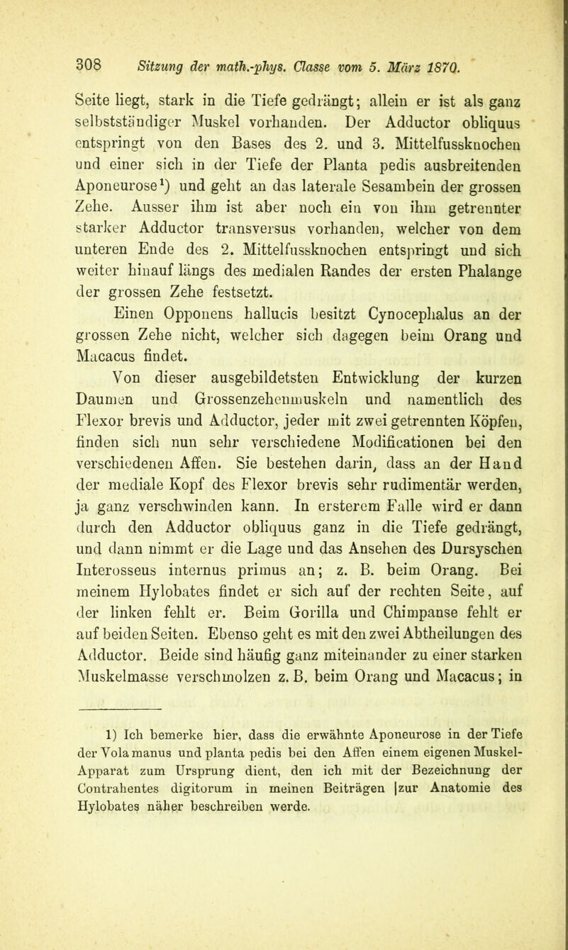 Seite liegt, stark in die Tiefe gedrängt; allein er ist als ganz selbstständiger Muskel vorhanden. Der Adduetor obliquus entspringt von den Bases des 2. und 3. Mittelfussknochen und einer sich in der Tiefe der Planta pedis ausbreitenden Aponeurose1) und geht an das laterale Sesambein der grossen Zehe. Ausser ihm ist aber noch ein von ihm getrennter starker Adduetor transversus vorhanden, welcher von dem unteren Ende des 2. Mittelfussknochen entspringt und sich weiter hinauf längs des medialen Randes der ersten Phalange der grossen Zehe festsetzt. Einen Opponens hallucis besitzt Cynocephalus an der grossen Zehe nicht, welcher sich dagegen beim Orang und Macacus findet. Von dieser ausgebildetsten Entwicklung der kurzen Daumen und Grossenzehenmuskeln und namentlich des Flexor brevis und Adduetor, jeder mit zwei getrennten Köpfen, finden sich nun sehr verschiedene Modificationen bei den verschiedenen Affen. Sie bestehen darin, dass an der Hand der mediale Kopf des Flexor brevis sehr rudimentär werden, ja ganz verschwinden kann. In ersterem Falle wird er dann durch den Adduetor obliquus ganz in die Tiefe gedrängt, und dann nimmt er die Lage und das Ansehen des Dursyschen Interosseus internus primus an; z. B. beim Orang. Bei meinem Hylobates findet er sich auf der rechten Seite, auf der linken fehlt er. Beim Gorilla und Chimpanse fehlt er auf beiden Seiten. Ebenso geht es mit den zwei Abtheilungen des Adduetor. Beide sind häufig ganz miteinander zu einer starken Muskelmasse verschmolzen z. B. beim Orang und Macacus; in 1) leb bemerke hier, dass die erwähnte Aponeurose in der Tiefe der Volamanus und planta pedis bei den Affen einem eigenen Muskel- Apparat zum Ursprung dient, den ich mit der Bezeichnung der Contrahentes digitorum in meinen Beiträgen |zur Anatomie des Hylobates näher beschreiben werde.