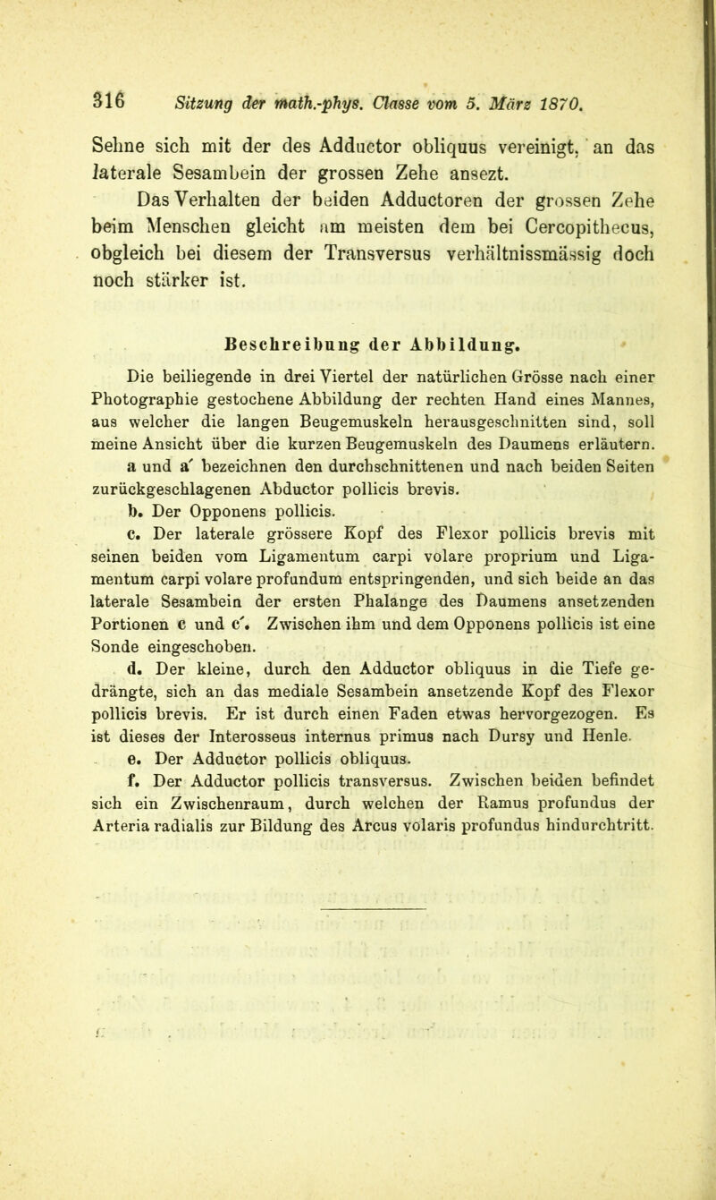 Sehne sich mit der des Adductor obliquus vereinigt, an das laterale Sesamhein der grossen Zehe ansezt. Das Verhalten der beiden Adductoren der grossen Zehe beim Menschen gleicht am meisten dem bei Cercopithecus, obgleich bei diesem der Transversus veiMltnissmassig doch noch stärker ist. Beschreibung der Abbildung. Die beiliegende in drei Viertel der natürlichen Grösse nach einer Photographie gestochene Abbildung der rechten Hand eines Mannes, aus welcher die langen Beugemuskeln herausgeschnitten sind, soll meine Ansicht über die kurzen Beugemuskeln des Daumens erläutern. a und a' bezeichnen den durchschnittenen und nach beiden Seiten zurückgeschlagenen Abductor pollicis brevis. b. Der Opponens pollicis. C. Der laterale grössere Kopf des Flexor pollicis brevis mit seinen beiden vom Ligamentum carpi volare proprium und Liga- mentum carpi volare profundum entspringenden, und sich beide an das laterale Sesambein der ersten Phalange des Daumens ansetzenden Portionen c und c\ Zwischen ihm und dem Opponens pollicis ist eine Sonde eingeschoben. d. Der kleine, durch den Adductor obliquus in die Tiefe ge- drängte, sich an das mediale Sesambein ansetzende Kopf des Flexor pollicis brevis. Er ist durch einen Faden etwas hervorgezogen. Es ist dieses der Interosseus internus primus nach Dursy und Henle. e. Der Adductor pollicis obliquus. f. Der Adductor pollicis transversus. Zwischen beiden befindet sich ein Zwischenraum, durch welchen der Ramus profundus der Arteria radialis zur Bildung des Arcus volaris profundus hindurchtritt.