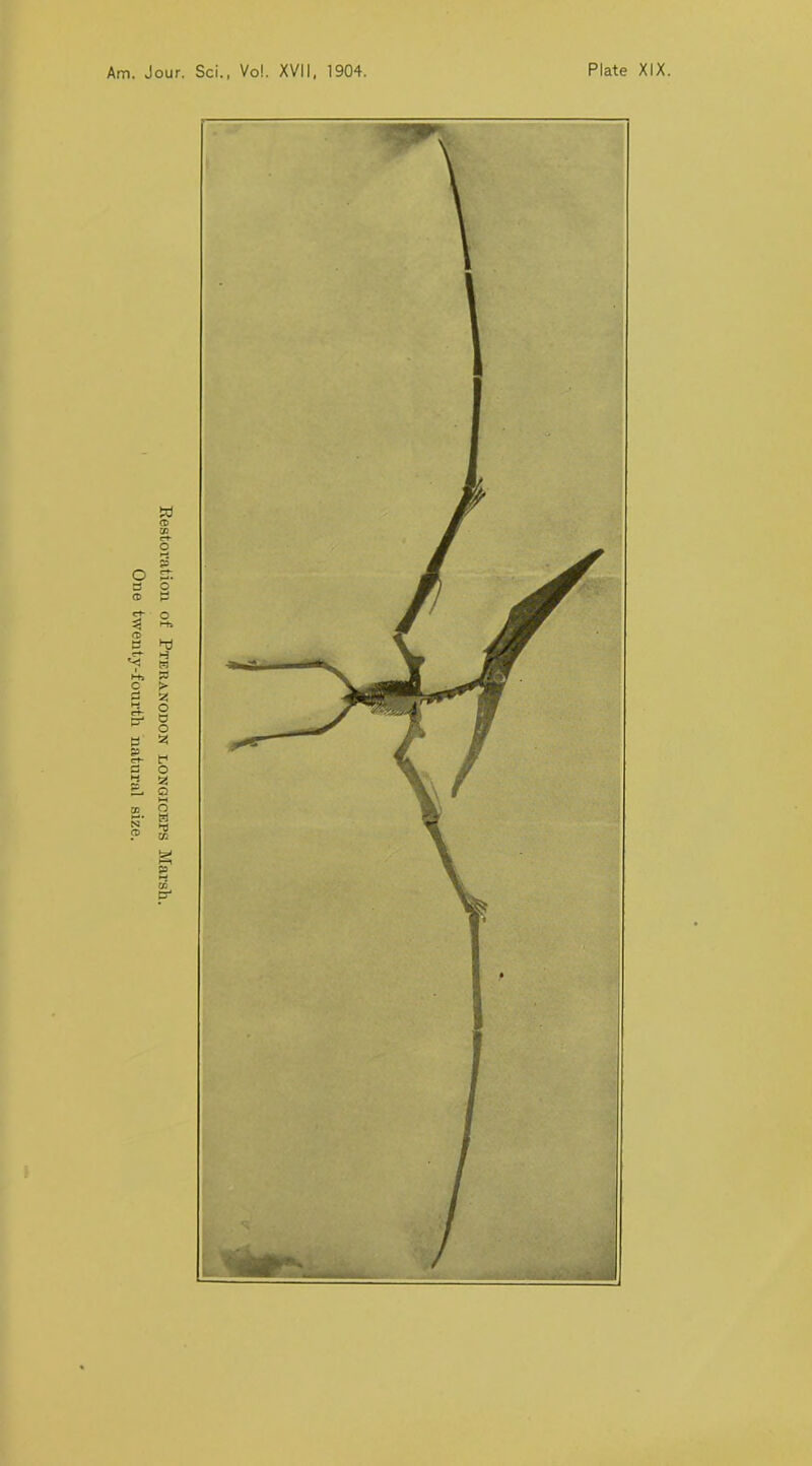 Restoration of Pteranodon longiceps Marsh. One twenty-fourth natural size.