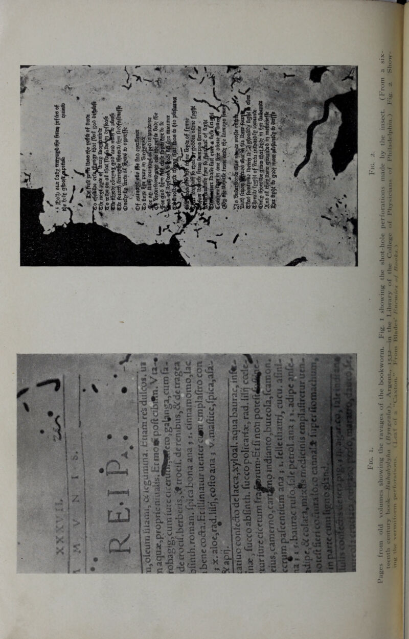 es from old volumes showing the ravages of the bookworm. Fig. i showing the shot-hole perforations made by tlie insect. (From a six- teenth century book—Buhahylyha (Byngcsla), Argent., 1532—in the Library of the College of Physicians of Philadelphia.) Fig. 2. Show-