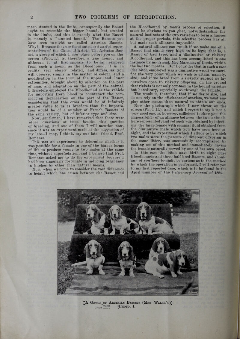 L. mean stunted in the limbs, consequently the Basset ought to resemble the bigger hound, but stunted in the limbs, and this is exactly what the Basset is, namely a ” stunted hound/^ The Bassets you have seen to-night are called Artesian Bassets. Why ? Because they are the situnted or dwarfed repre- sentatives-of the Chien D’Artoits. The Artesian Bas- set, a group of which I now place before you on the screen (Phot. I.), is, therefore, a true hound, and although it at first appears to be far removed from such a hound as the Bloodhound, it is in reality very closely related, and differs, as you will observe, simply in the matter of colour, and a modification in the form of the upper and lower extremities, brought about by selection on the part of man, and adaptation on the part of the animal. I therefore employed the Bloodhound as the vehicle for importing fresh blood to counteract the com- mencing degeneration on the part of the Basset, considering that this cross would be of infinitely greater value to us as breeders than the importa- tion would be of a number of French Bassets of the same variety, but of inferior type and size. Now, gentlemen, I have remarked that there were other questions at issue besides this question of breeding, and one of them I will mention now, since it was an experiment made at the suggestion of my late—I may, I think, say our late—friend. Prof. Romanes. This was an experiment to determine whether it was possible for a female in one of the higher forms of life to produce young to two males at the same time, without superfoetation, and I believe that Prof. Romanes asked me to do the experiment because I had been singularly fortunate in inducing pregnancy in bitches by other than natural means. Now, when we come to consider the vast difference in height which has arisen between the Basset and the Bloodhound by man^s process of selection, it must be obvious to you ^hat, notwithstanding the natural instincts of the >two varieties to form alliances at the proper periods, this selective process has all but made such alliances impossible. A natural alliance can result if we make use of a Basset that stands very high on its legs; that tis, a Basset of bad type, and a diminutive or ricketty Bloodhound, and this has been accomplished in lone instance by my friend, Mr. Marsden, of Leeds, within the last two months. But I consider that in such a case (the bitch employed was a diminutive weed) we sacri- fice the very point which we wish to attain, namely, size; and if we breed from a ricketty subject we lay ourselves open to ricketty offspring, on the ground that rickets is not only common in the hound varieties but hereditary, especially so through the female. The result is, therefore, that if we desire size, and do not rely on the off-chance of atavism, we must em- ploy other means than natural to obtain our ends. Now the photograph which I now throw on the screen (Phot. II.), and which I regret to say is not a very good one, is, however, sufficient to show you the impossibiLt}’of an alliance between the two animals here represented; and yet such was obtained by inject- ing the large female with seminal fluid obtained from the diminutive male which you have seen here to- night, and the experiment which I allude to by which two males were the parents 'of different offspring in the same litter, was successfully accomplished by making use of this method and immediately having the female naturally served by one of her own breed. In this case the bitch gave birth to eight pure Bloodhounds and three half-bred Bassets, and should any of you 'here to-night be curious as to the method by which the operation is performed, I will refer yon to my first rejKtrted case, which is to be found in the April number of the Veterinary Jonrnal of 1884.