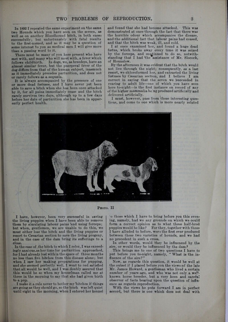 In 1892 I repeated the same experiment on H;he same two Hounds which you have seen on the screen, as well as on another Bloodhound bitch, in both cases successfully; but unfortunately with fatal results to the first-named, and as it may be a question of some interest to you as medical men I will give more than a passing word to it. There must be many of you here present who have met with, and many who will meet with, a fever which follows childbirth. In dogs, we, as breeders, have an almost similar fever, but the puerperal fever of the dog differs from that of the human subject, inasmuch as it immediately precedes parturition, and does not or rarely follows as a sequsela. It is ’always accompanied by the presence of one or more dead foetuses, and I have never yet been able to save a bitch when she has been once attacked by it, for all pains immediately cease and the bitch rarely survives two days, although up to a few days before her date of parturition she has been in appar- ently perfect health. I have, however, been very successful in saving the living puppies when I have been able to remove them by simulating labour pains 'and using forceps; but when, gentlemen, we are unable to do this, we must either lose the bitch and the living puppies or resort to Caesarian section to save the living progeny, and in the case of the dam bring its sufferings to a clo-se. In the case of ihe bitch to which I refer, I was exceed- ingly anxious,as her time for parturition approached, for I had already lost within the space of three months no less than five bitches from this disease alone; but when I saw her making preparations for pupping, and she seemed perfectly well, I went to Oed satisfied that all would be well, and I was doubly assured that this would be so when my kennelman called me at three in 'the morning to say that she had given birth to a pup. I make it a rule never to bother my 'bitches if things are going as they should go, so the bitch was left quiet until eight in the morning, when I entered her kennel and found that she had become attacked. • This was demonstrated at once through the fact that there was the horrible odour which accompanies the disease, and ithe additional fact that labour pains had ceased, and that the bitch was weak, ill, and cold. I at once examined her, and found a huge dead foetus, which broke away every time it was seized by the forceps, and co^inued to do so, notwith- standing that I had 'the assistance of Mr. Slocock, of Hounslow. By the afternoon it was evident that the bitch would not live through the night; consequently, as a last resort, we chloroformed her, and extracted the living foetuses by Caesarian section, and I believe I am correct in saying that the seven we [succeeded in rearing to adult life—one of which you have seen here to-night—is the first instance on record of any of the higher mammalia being produced artificially and .delivered artificially. . I must, however, pass from these interesting ques- tions, and come to one which is more nearly related ‘o those which I have to bring before you this even- ing, namely, had we any grounds cn which we could form a correct opinion as to what these half-bred puppies would be like ? For they, together with those I 'have alluded to before, wer i the first ever produced between these two varieties af hounds, and we had no precedent in such a cross. In other words, would they be influenced by the sire, or would they be influenced by the dam ? This brings me to one of two questions I have tc put before you to-night,, namely, ^^What is the in- fluence of the sire?^^ Now, as regards this question, it would be well at the outset if I placed before you the views of the late Mr. James Howard, a gentleman who lived a certain number of years ago, and who ‘was not only a weP- known horse breeder, but a very keen and careful observer of facts bearing upon the question of influ- ence as regards reproduction. With, the views he puts forward I am in perfect accord, but there is one which does not deal with