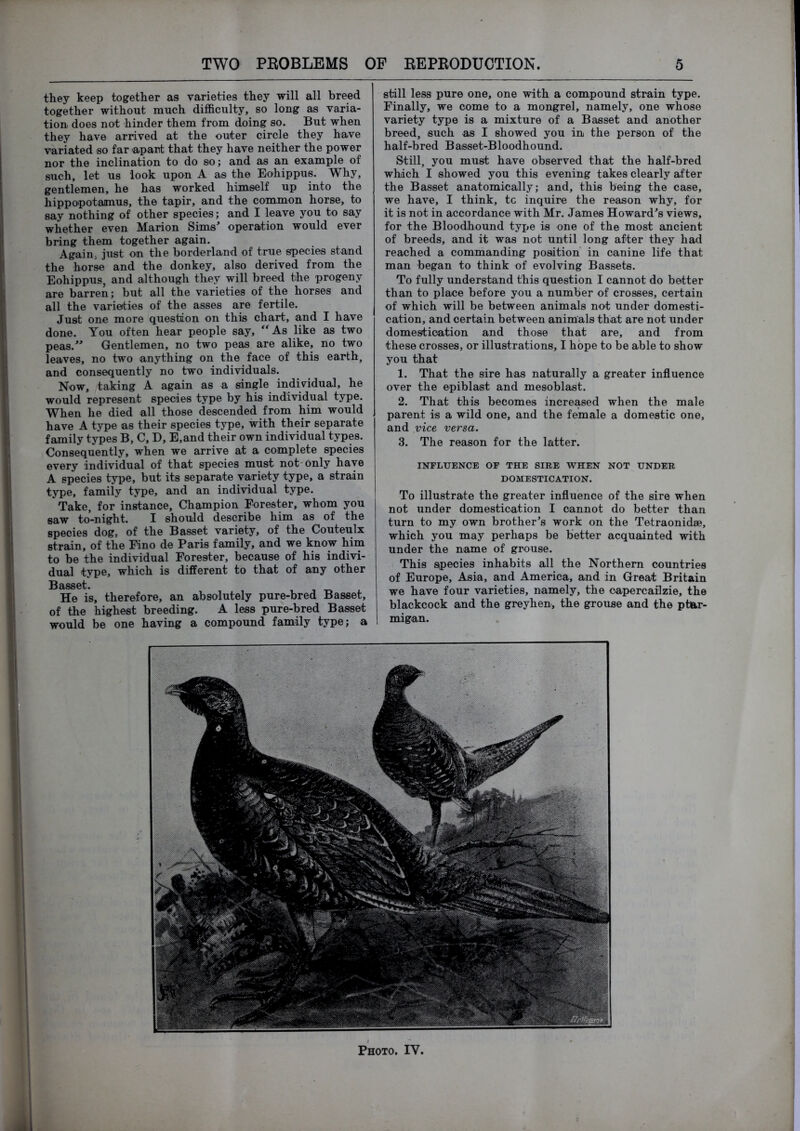 they keep together ae varieties they will all breed together without much difficulty, so long as varia- tion does not hinder them from doing so. But when they have arrived at the outer circle they have variated so far apant that they have neither the power nor the inclination to do so; and as an example of such, let us look upon A as the Eohippus. Why, gentlemen, he has worked himself up into the hippopotamus, the tapir, and the common horse, to say nothing of other species; and I leave you to say whether even Marion Sims^ operation would ever bring them together again. Again, just on the borderland of true species stand the hor^ and the donkey, also derived from the Eohippus, and although they will breed the progeny are barren; but all the varieties of the horses and all the variefties of the asses are fertile. Just one more question on this chart, and I have done. You often hear people say, ^^As like as two peas.^^ Gentlemen, no two peas are alike, no two leaves, no two anything on the face of this earth, and consequently no two individuals. Now, taking A again as a single individual, he would represent species type by his individual type. When he died all those descended from him would have A type as their species type, with their separate family types B, C, D, E,and their own individual types. Consequently, when we arrive at a complete species every individual of that species must not'Only have A species type, but its separate variety type, a strain type, family type, and an individual type. Take, for instance. Champion Forester, whom you saw to-night. I should describe him as of the species dog, of the Basset variety, of the Couteulx strain, of the Fino de Paris family, and we know him to be the individual Forester, because of his indivi- dual type, which is different to that of any other He is, therefore, an absolutely pure-bred Basset, of the highest breeding. A less pure-bred Basset would be one having a compound family type; a still less pure one, one with a compound strain type. Finally, we come to a mongrel, namely, one whose variety type is a mixture of a Basset and another breed, such as I showed you in the person of the half-bred Basset-Bloodhound. Still, you must have observed that the half-bred which I showed you this evening takes clearly after the Basset anatomically; and, this being the case, we have, I think, tc inquire the reason why, for it is not in accordance with Mr. James Howard^s views, for the Bloodhound type is one of the most ancient of breeds, and it was not until long after they had reached a commanding position' in canine life that man began to think of evolving Bassets. To fully understand this question I cannot do better than to place before you a number of crosses, certain of which will be between animals not under domesti- cation, and certain between animals that are not under domestication and those that are, and from these crosses, or illustrations, I hope to be able to show you that 1. That the sire has naturally a greater influence over the epiblast and mesoblast. 2. That this becomes increased when the male parent is a wild one, and the female a domestic one, and vice versa. 3. The reason for the latter. INFLUENCE OF THE SIRE WHEN NOT UNDER DOMESTICATION. To illustrate the greater influence of the sire when not under domestication I cannot do better than turn to my own brother's work on the Tetraonidse, which you may perhaps be better acquainted with under the name of grouse. This species inhabits all the Northern countries of Europe, Asia, and America, and in Great Britain we have four varieties, namely, the capercailzie, the blackcock and the greyhen, the grouse and the pflar- migan.
