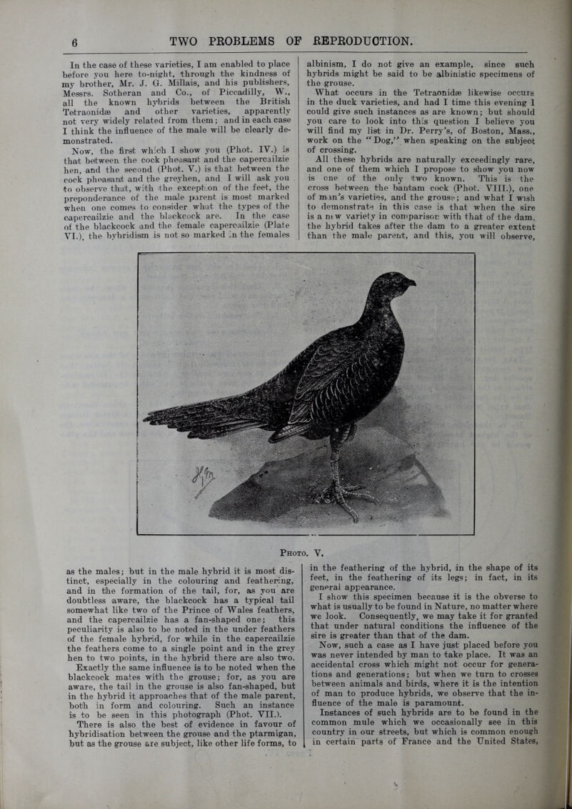 In the case of these varieties, I am enabled to place before you here to-night, 'through the kindness of my brother, Mr. J. G. Millais, and his publishers, Messrs. Sotheran and Co., of Piccadilly, W., all the known hybrids between the British Tetraonidae and other varieties, apparently not very widely related from them; and in each case I think the influence of the male will be clearly de- monstrated. Now, the first which I show you (Pho't. IV.) is that between the cock pheasamt and the capercailzie hen, and the second (Phot. V.) is that between the cock pheasant and the greyhen, and I will ask you to observe tflat, with the exception of the feet, the preponderance of the male parent is most marked when one comes to consider wlnat the types of the capercailzie and the blackcock are. In the case of the blackcock and the female capercailzie (Plate VI.), the hybridism is not so marked in the females albinism, I do not give an example, since such hybrids might be said to be albinistic specimens of the grouse. What occurs in the Tetraonidae likewise occurs in the duck varieties, and had I time this evening I could give such instances as are known; but should you care to look into this question I believe you will find my list in Dr. Perry^’s, of Boston, Mass., work on the ^^Dog,’^when speaking on the subject of crossing. All these hybrids are naturally exceedingly rare, and one of them which I propose to show you now is one of the only two known. This is the cross between the bantam cock (Phot. VIII.), one of man^s varieties, and the grouse; and what I wish to demonstrate in this case is that when the sire is a mw variety in comparison with that of the dam, the hybrid takes after the dam to a greater extent than the male parent, and this, you will observe. Photo. V. as the males; but in the male hybrid it is most dis- tinct, especially in the colouring and feathering, and in the formation of the tail, for, as you are doubtless aware, the blackcock has a typical tail somewhat like two of the Prince of Wales feathers, and the capercailzie has a fan-shaped one; this peculiarity is also to be noted in the under feathers of the female hybrid, for while in the capercailzie the feathers come to a single point and in the grey hen to two points, in the hybrid there are also two. Exactly the same influence is to be noted when the blackcock mates with the grouse; for, as you are aware, the tail in the grouse is also fan-shaped, but in the hybrid it approaches that of the male parent, both in form and colouring. Such an instance is to be seen in this photograph (Phot. VII.). There is also the best of evidence in favour of hybridisation between the grouse and the ptarmigan, but as the grouse are subject, like other life forms, to in the feathering of the hybrid, in the shape of its feet, in the feathering of its legs; in fact, in its general appearance. I show this specimen because it is the obverse to what is usually to be found in Nature, no matter where we look. Consequently, we may take it for granted that under natural conditions the influence of the sire is greater than that of the dam. Now, such a case as I have just placed before you was never intended by man to take place. It was an accidental cross which might not occur for genera- tions and generations; but when we turn to crosses between animals and birds, where it is the intention of man to produce hybrids, we observe that the in- fluence of the male is paramount. Instances of such hybrids are to be found in the common mule which we occasionally see in this country in our streets, but which is common enough in certain parts of France and the United States,