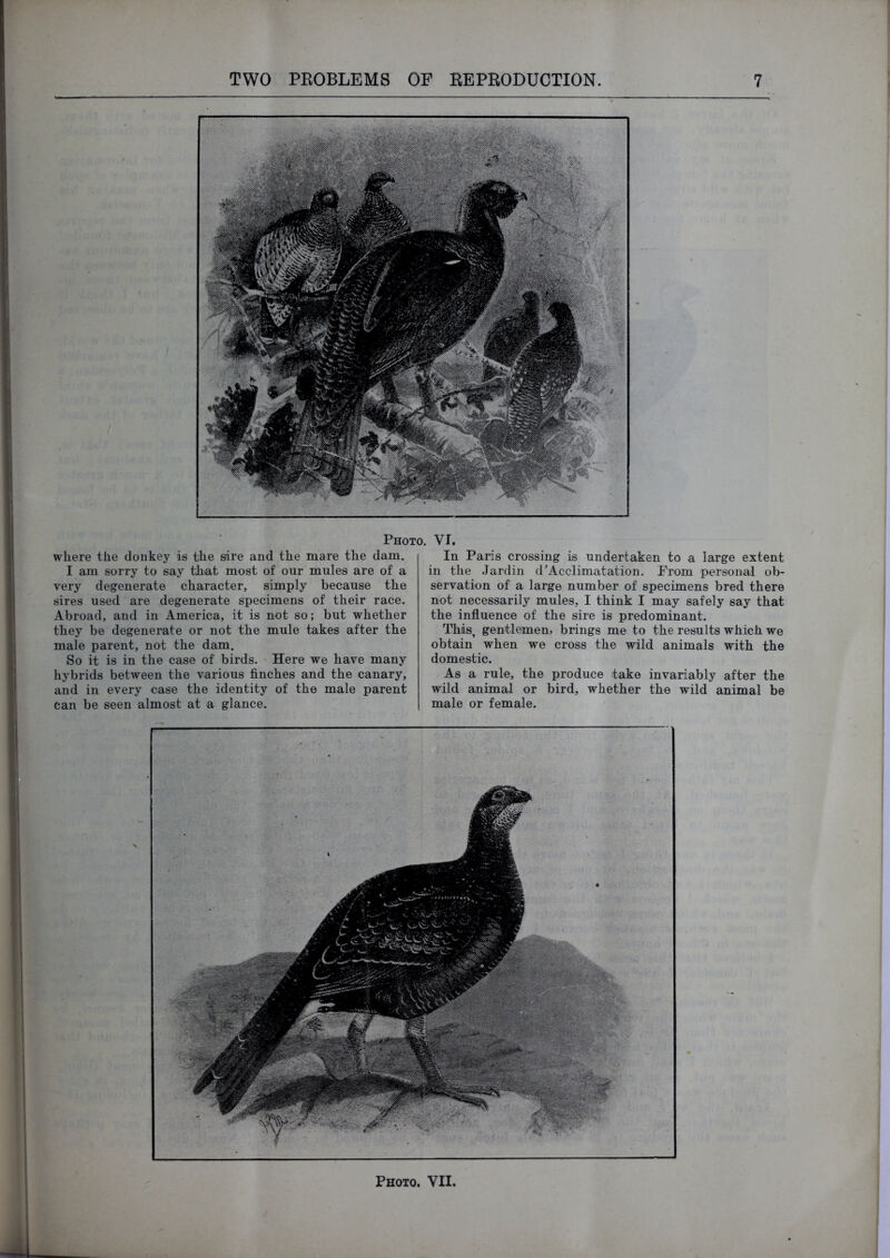 Photo. VI. where the donkey is the sire and the mare the dam. I am sorry to say that most of our mules are of a very degenerate character, simply because the sires used are degenerate specimens of their race. Abroad, and in America, it is not so; but whether they be degenerate or not the mule takes after the male parent, not the dam. So it is in the case of birds. Here we have many hybrids between the various finches and the canary, and in every case the identity of the male parent can be seen almost at a glance. In Paris crossing is undertaken to a large extent in the Jardin (rAcclimatation. Prom personal ob- servation of a large number of specimens bred there not necessarily mules, I think I may safely say that the influence of the sire is predominant. This, gentlemen, brings me to the results which we obtain when we cross the wild animals with the domestic. As a rule, the produce take invariably after the wild animal or bird, whether the wild animal be male or female.